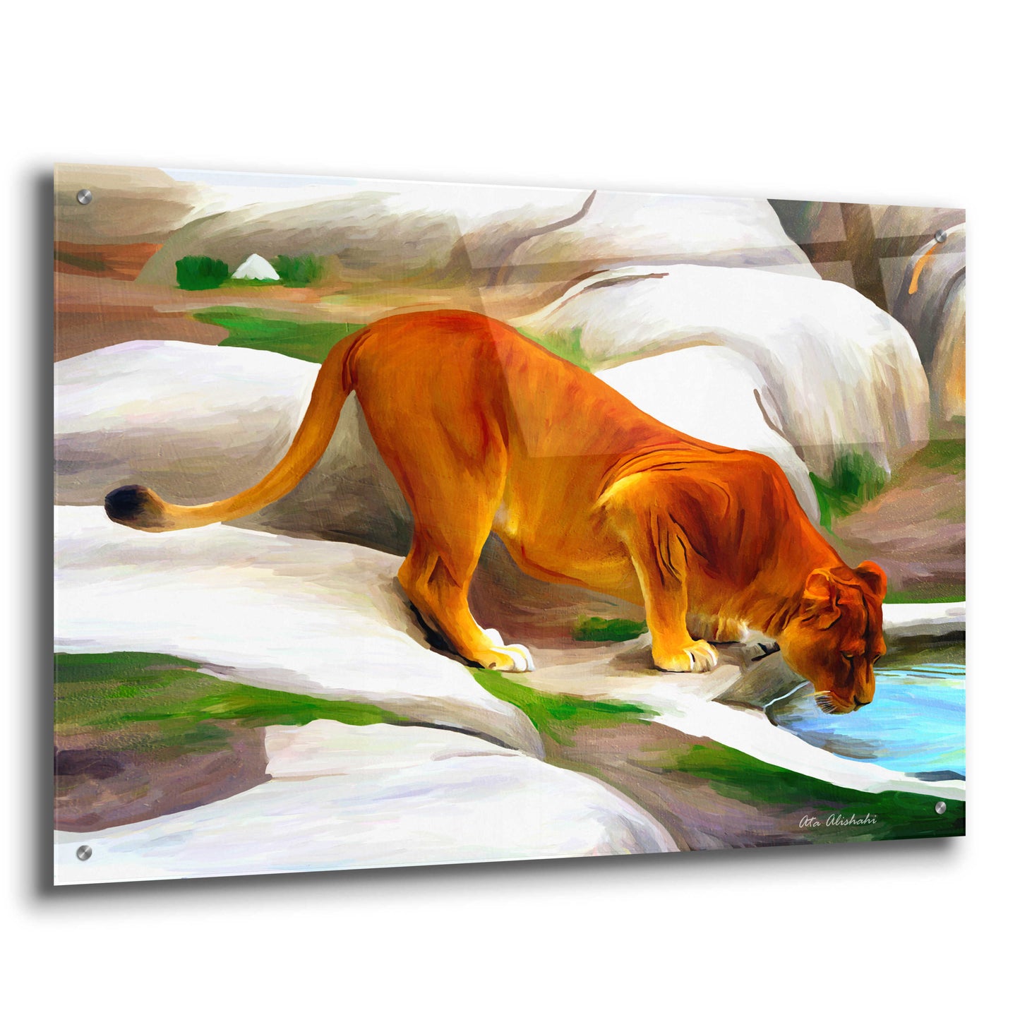 Epic Art 'Lioness' by Ata Alishahi, Acrylic Glass Wall Art,36x24