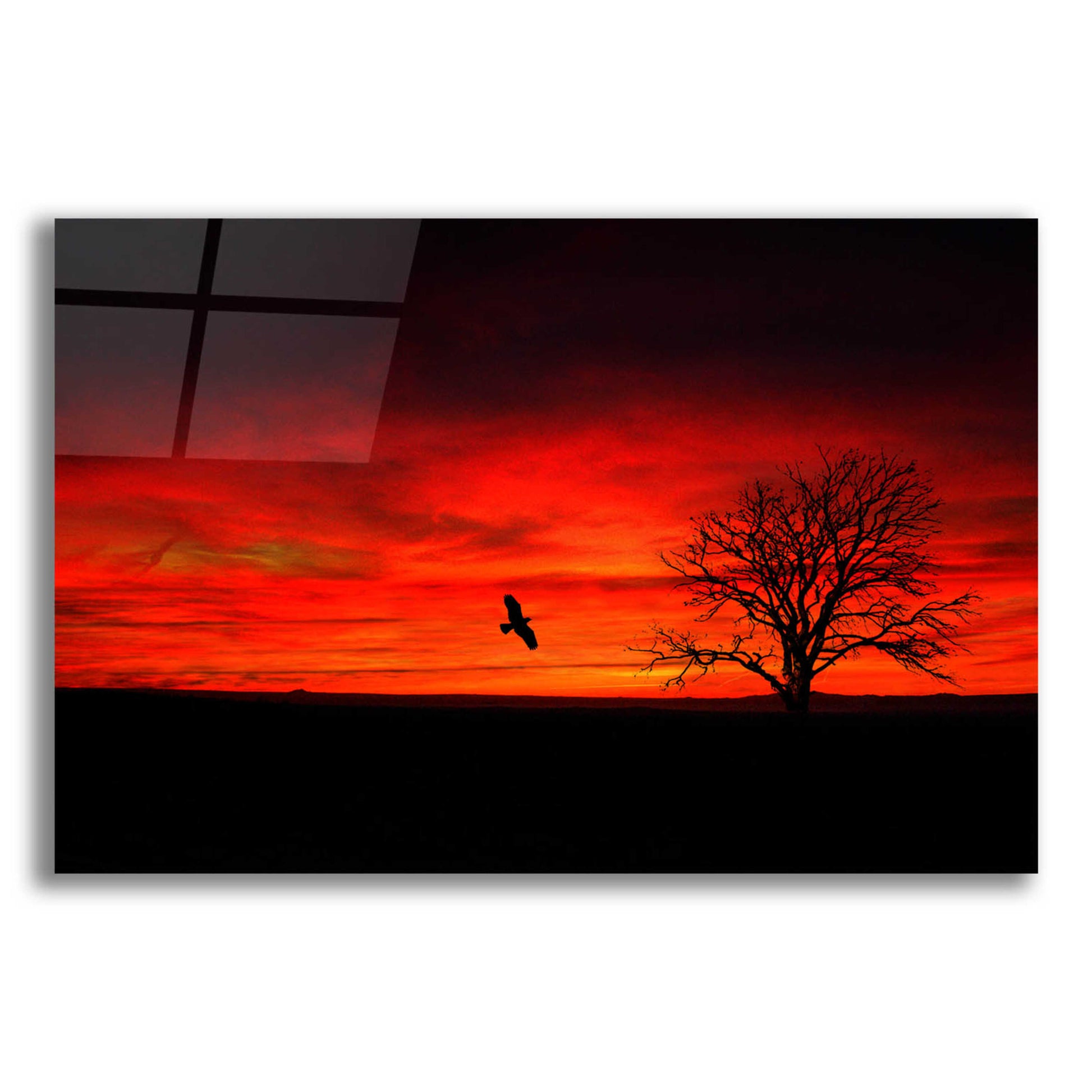 Epic Art 'Lone Tree And A Bird' by Ata Alishahi, Acrylic Glass Wall Art,24x16