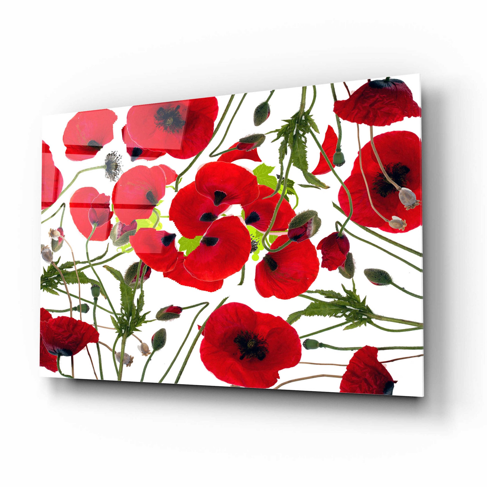 Epic Art 'Poppy Flower' by Ata Alishahi, Acrylic Glass Wall Art,16x12