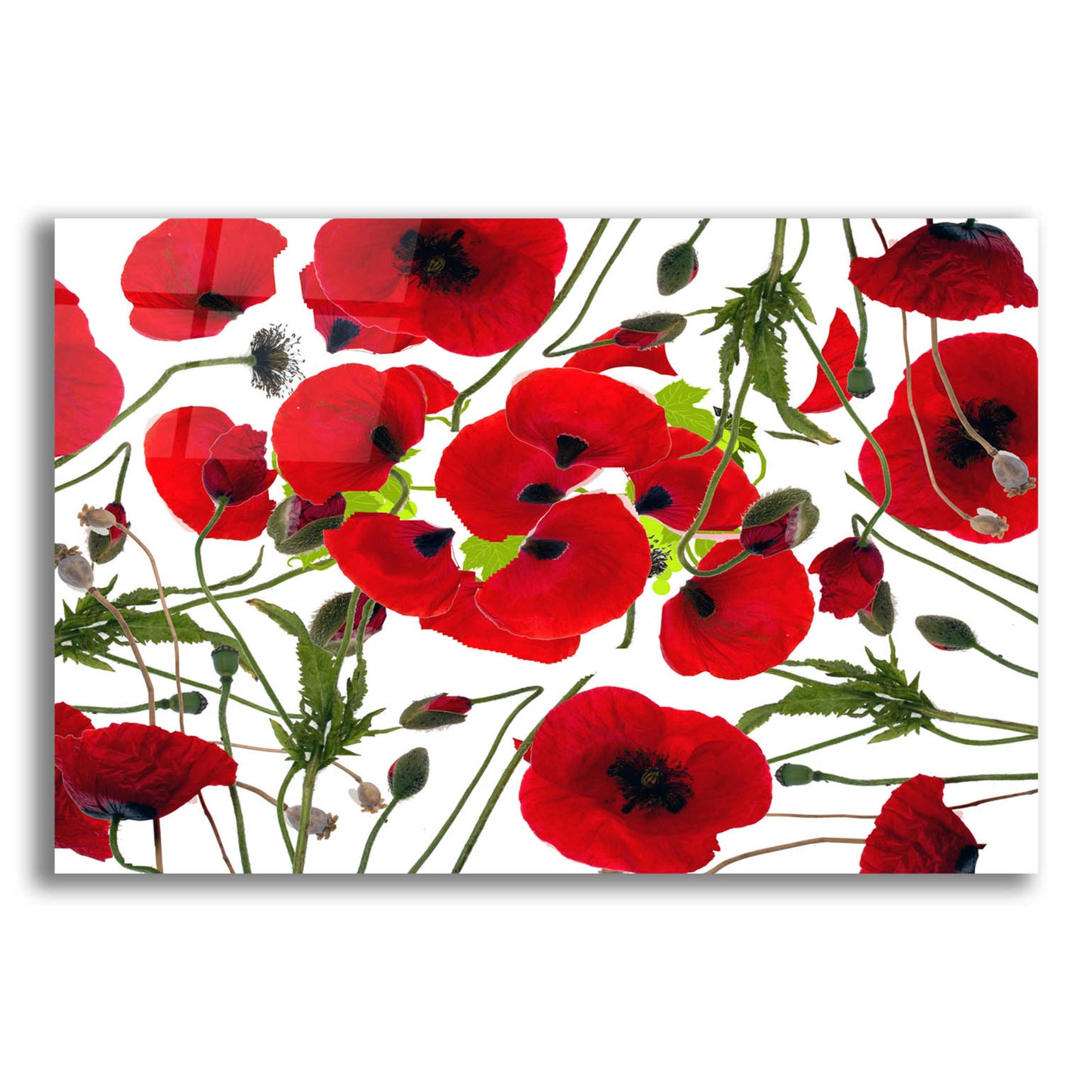 Epic Art 'Poppy Flower' by Ata Alishahi, Acrylic Glass Wall Art,16x12