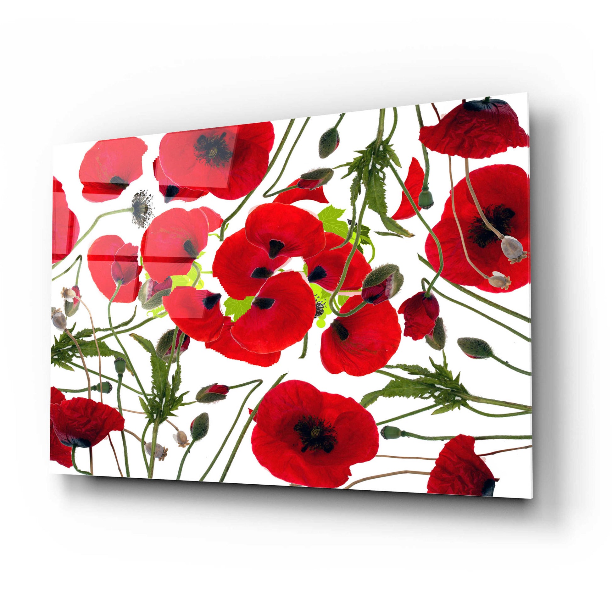 Epic Art 'Poppy Flower' by Ata Alishahi, Acrylic Glass Wall Art,24x16