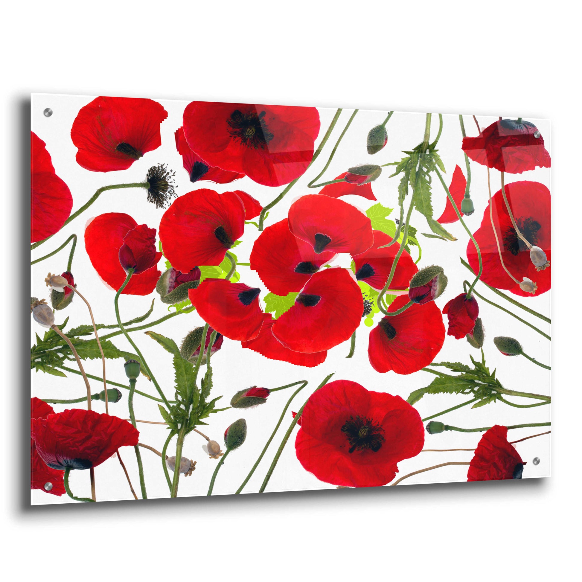 Epic Art 'Poppy Flower' by Ata Alishahi, Acrylic Glass Wall Art,36x24