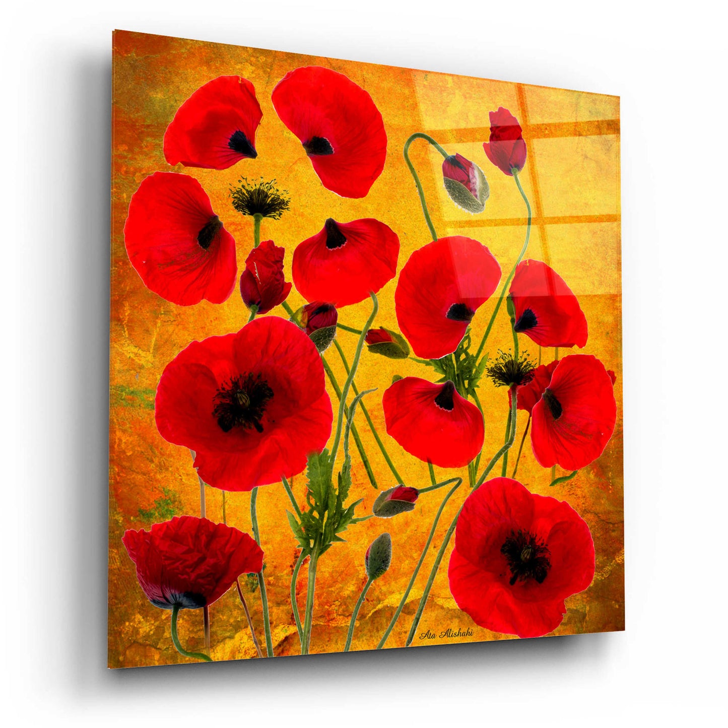 Epic Art 'Poppy Flowers 2' by Ata Alishahi, Acrylic Glass Wall Art,12x12