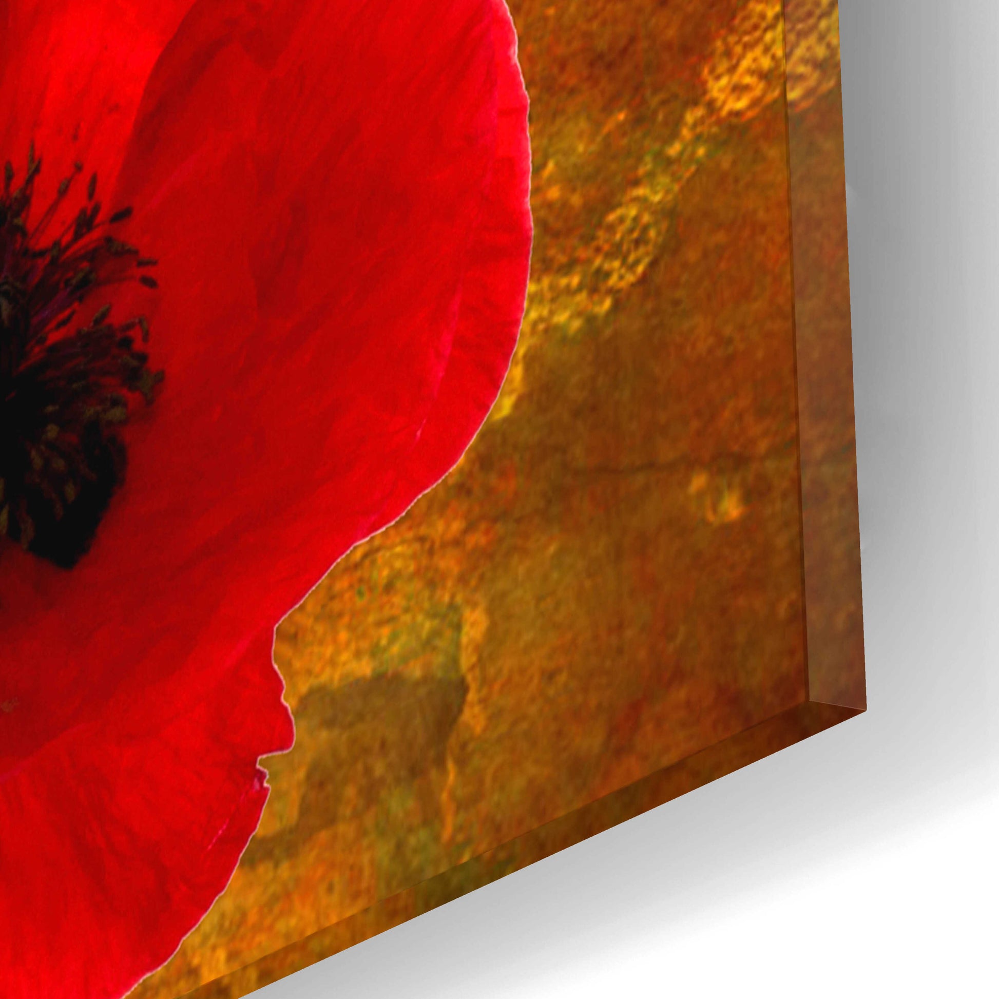 Epic Art 'Poppy Flowers 2' by Ata Alishahi, Acrylic Glass Wall Art,12x12