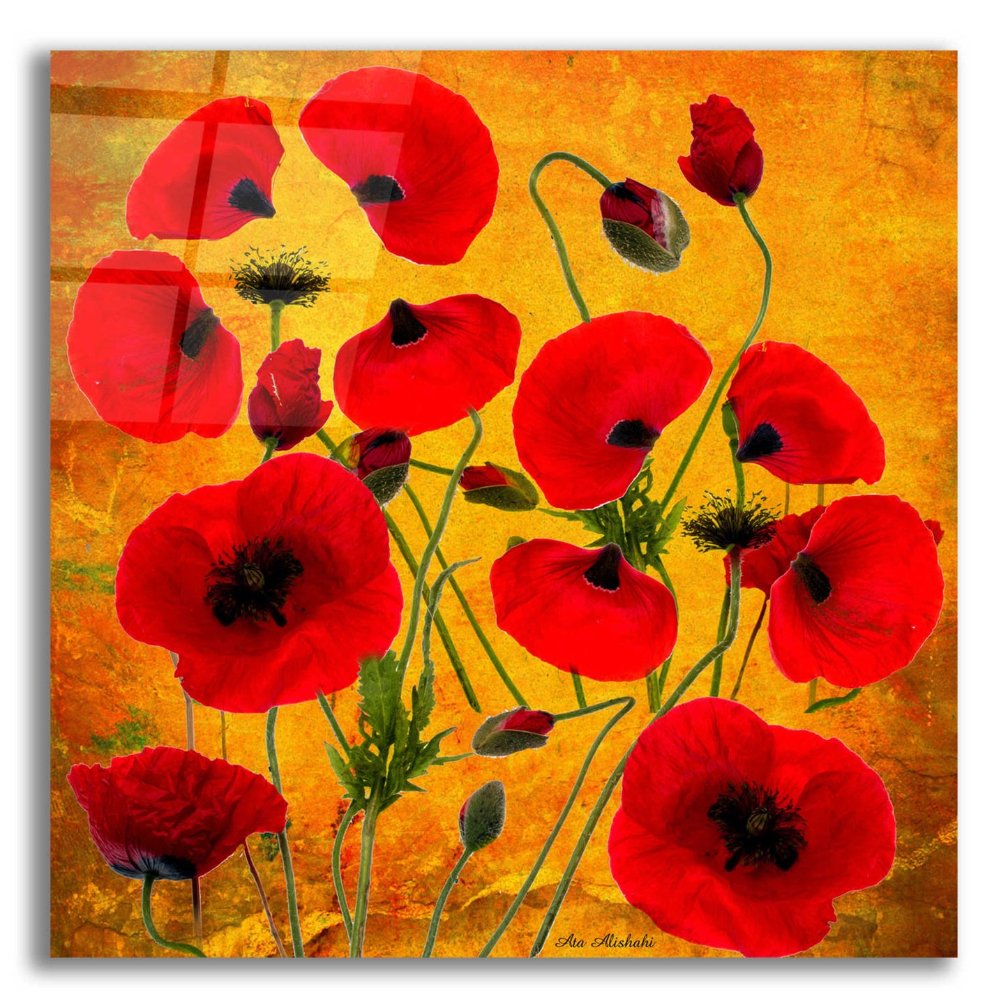 Epic Art 'Poppy Flowers 2' by Ata Alishahi, Acrylic Glass Wall Art,12x12