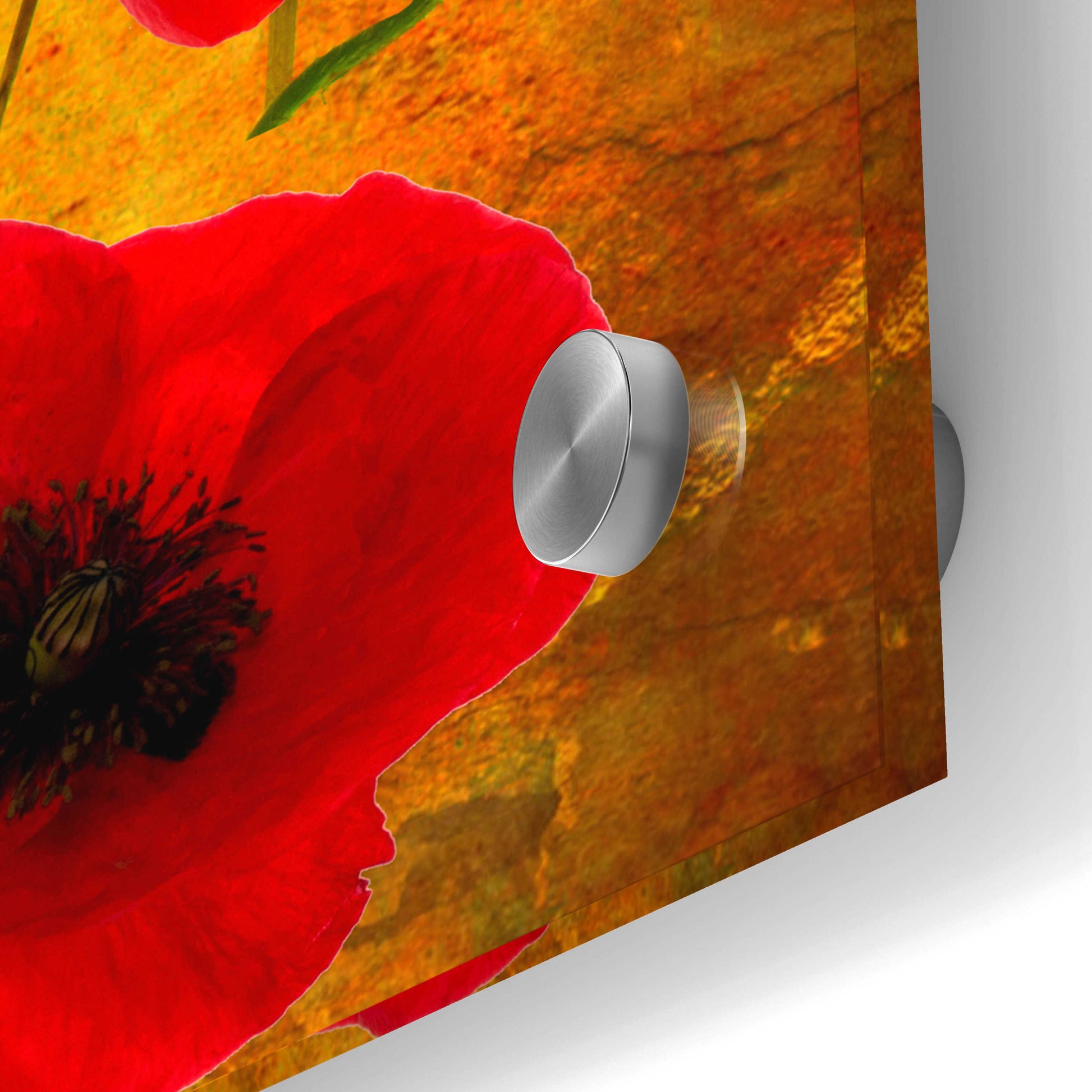 Epic Art 'Poppy Flowers 2' by Ata Alishahi, Acrylic Glass Wall Art,24x24