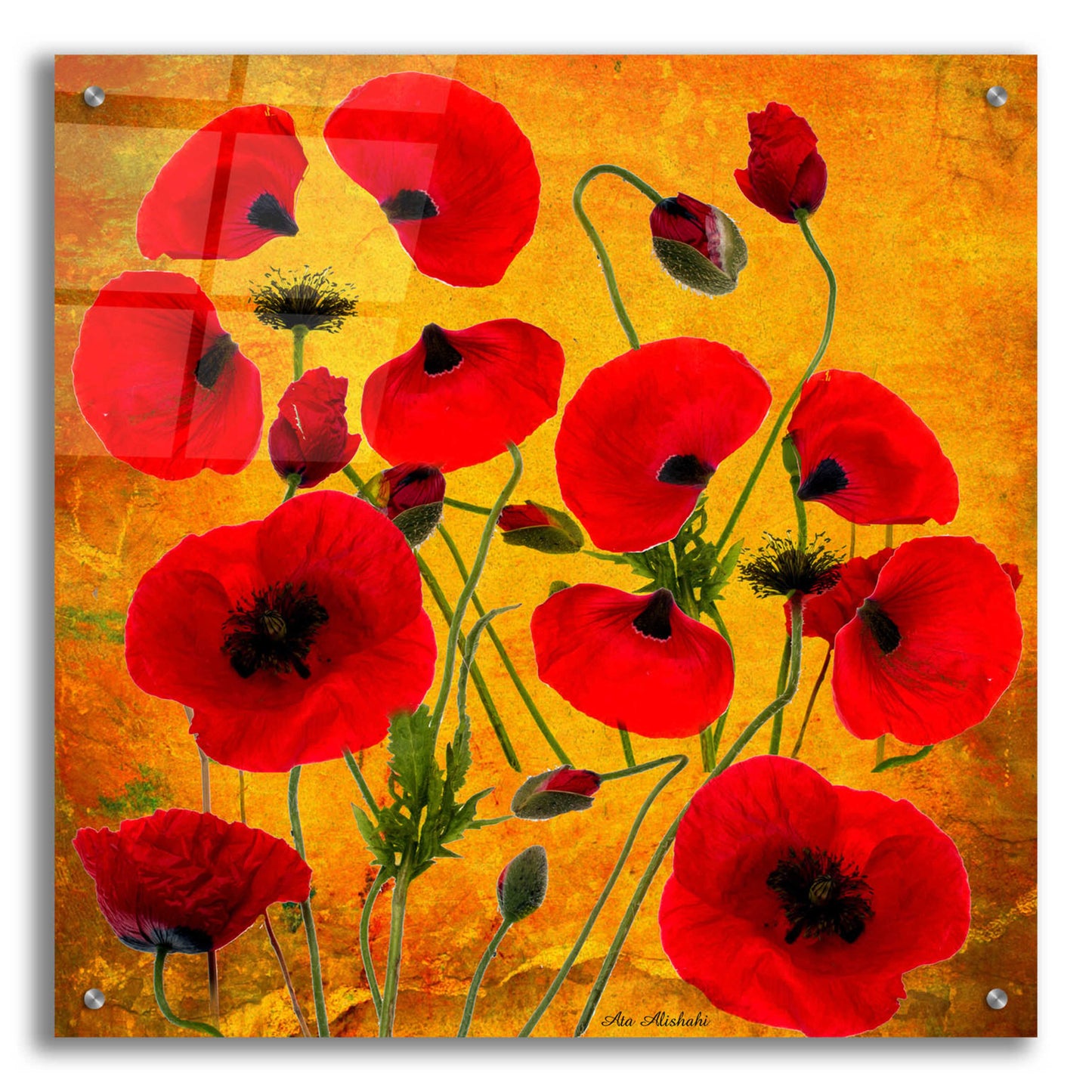 Epic Art 'Poppy Flowers 2' by Ata Alishahi, Acrylic Glass Wall Art,24x24