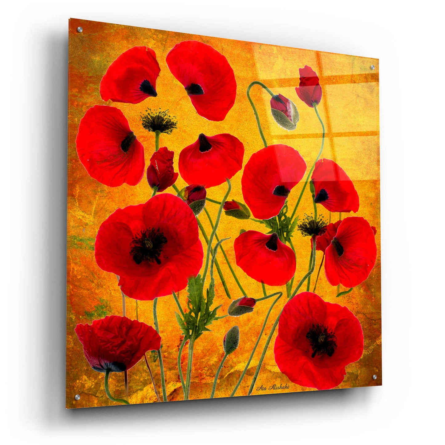 Epic Art 'Poppy Flowers 2' by Ata Alishahi, Acrylic Glass Wall Art,36x36