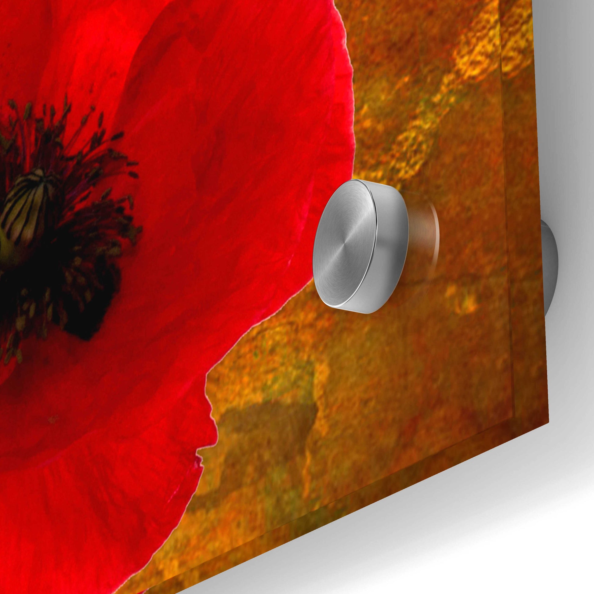 Epic Art 'Poppy Flowers 2' by Ata Alishahi, Acrylic Glass Wall Art,36x36