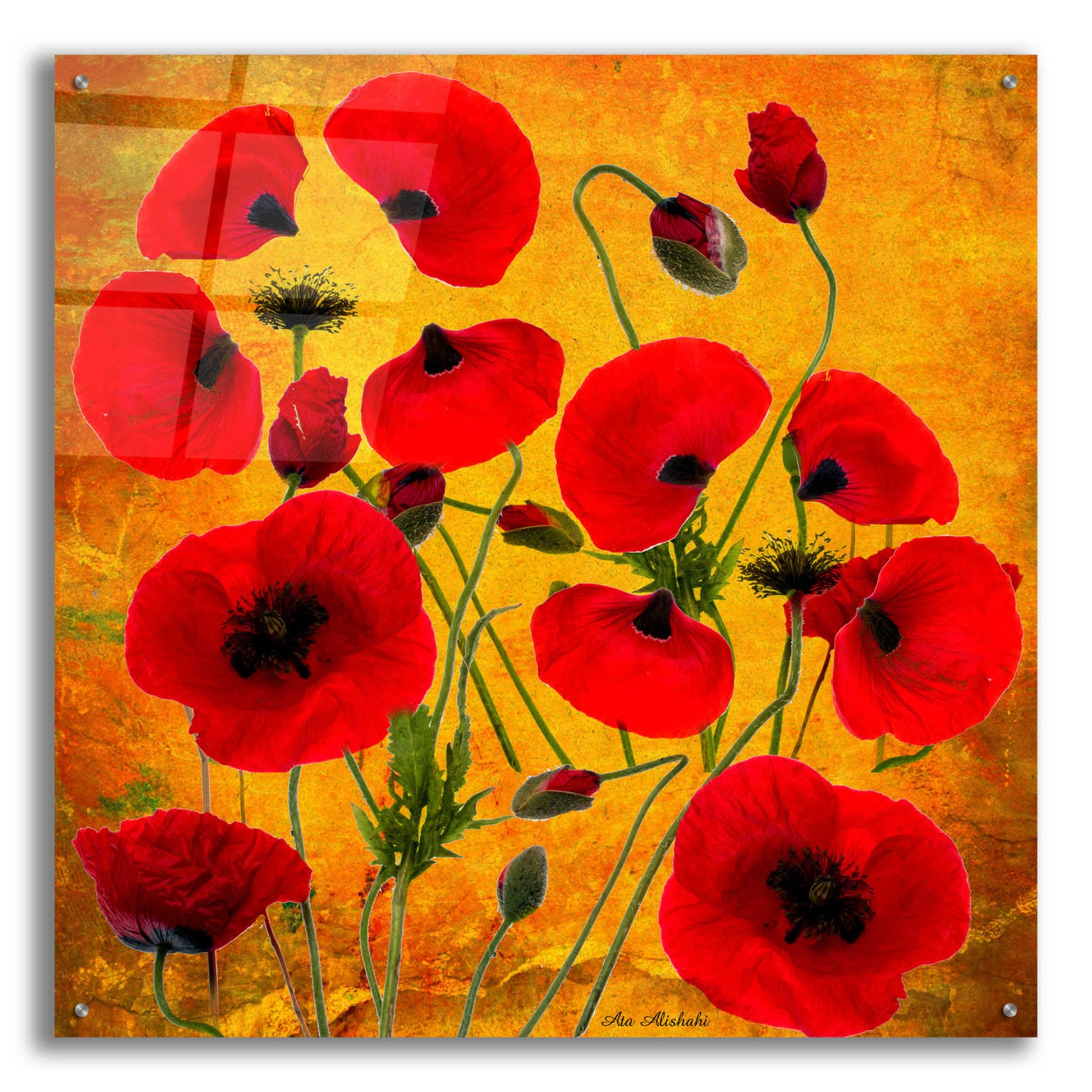 Epic Art 'Poppy Flowers 2' by Ata Alishahi, Acrylic Glass Wall Art,36x36