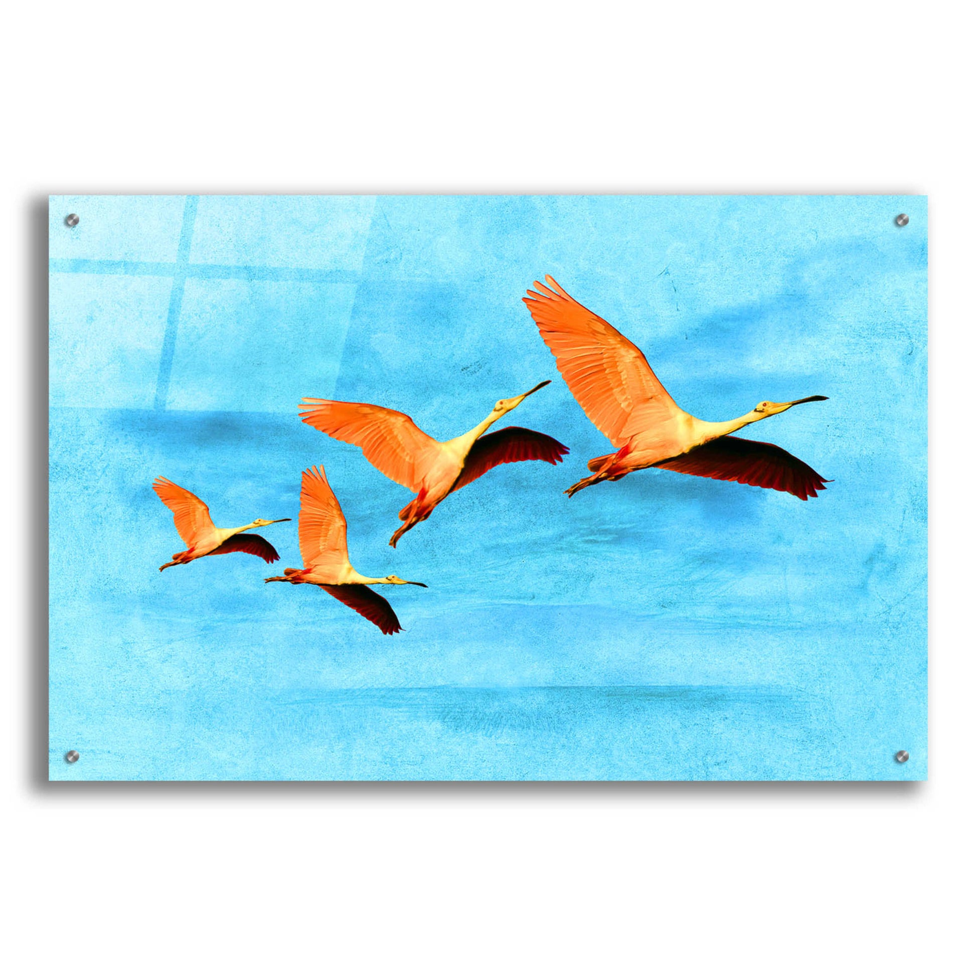 Epic Art 'Blue Bird 2A2' by Ata Alishahi, Acrylic Glass Wall Art,36x24