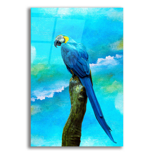 Epic Art 'Blue Parrot' by Ata Alishahi, Acrylic Glass Wall Art