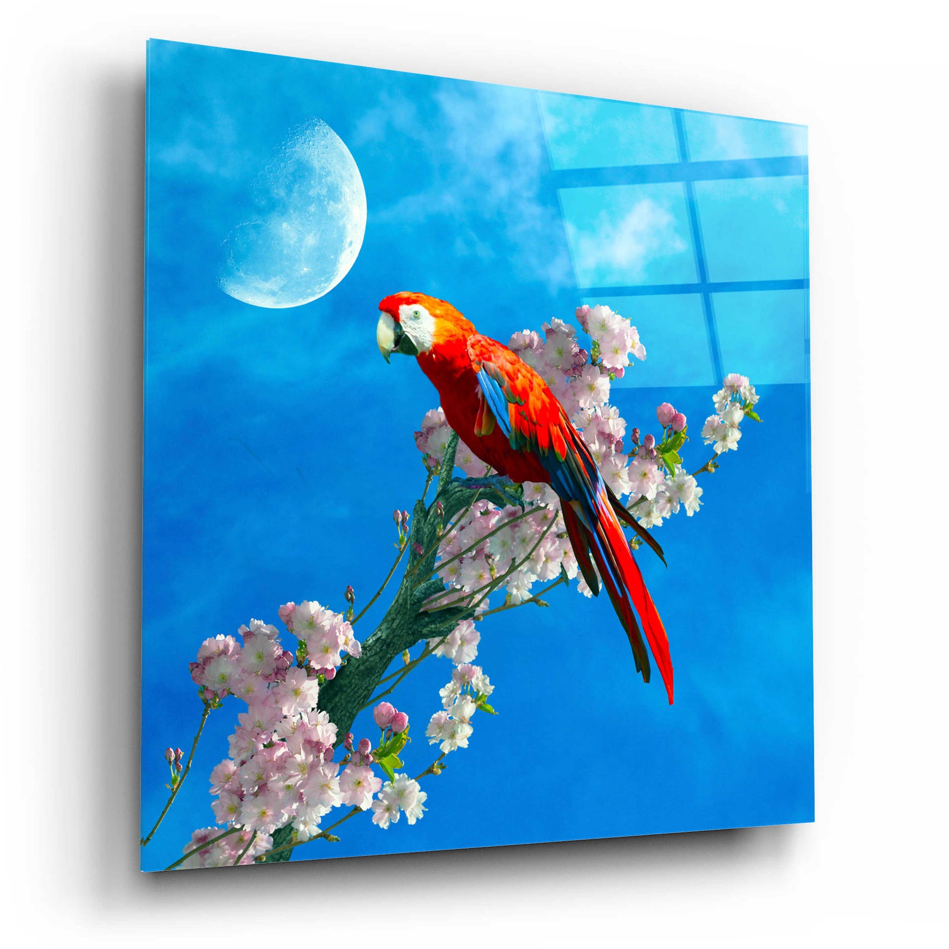 Epic Art 'Red Parrot' by Ata Alishahi, Acrylic Glass Wall Art,12x12