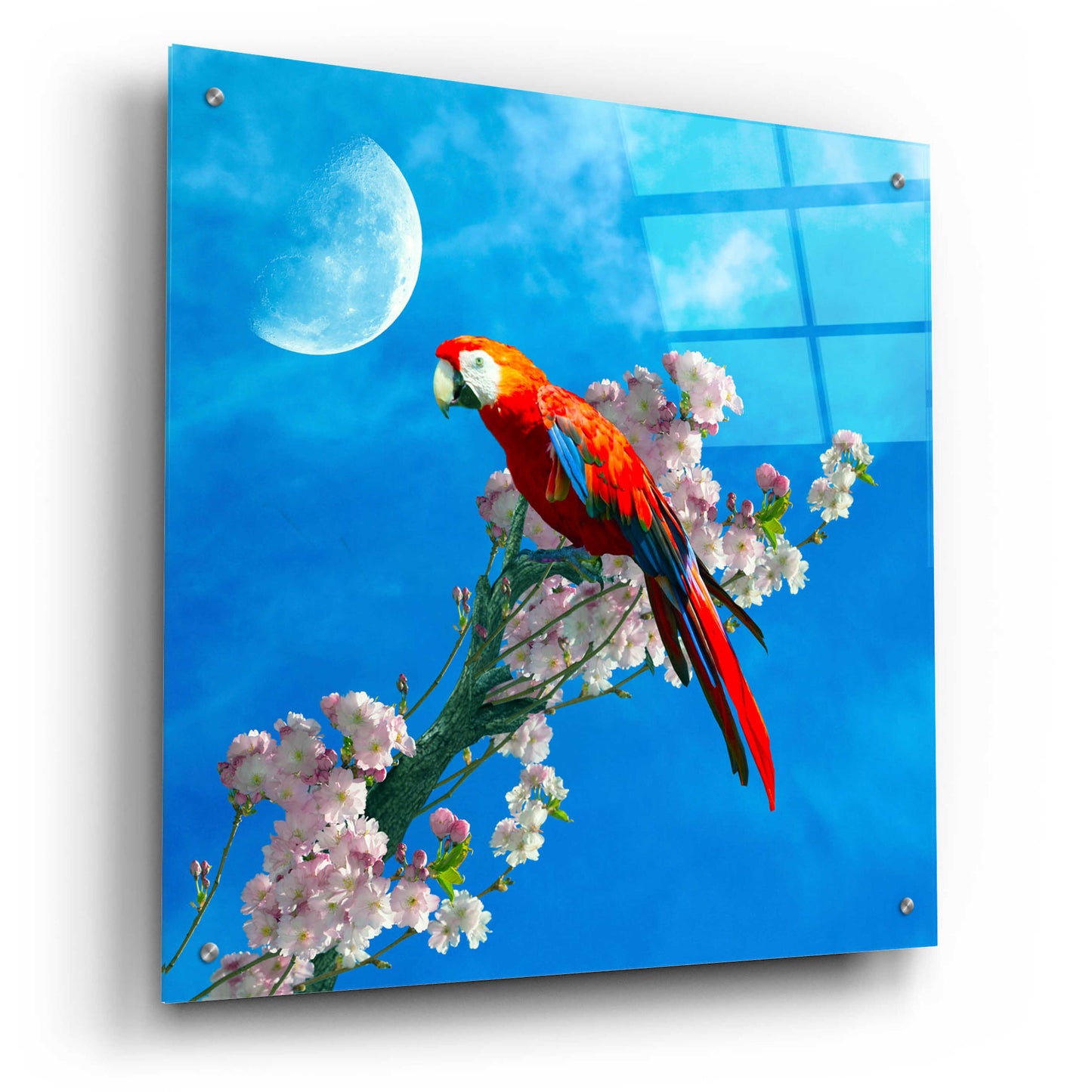 Epic Art 'Red Parrot' by Ata Alishahi, Acrylic Glass Wall Art,24x24