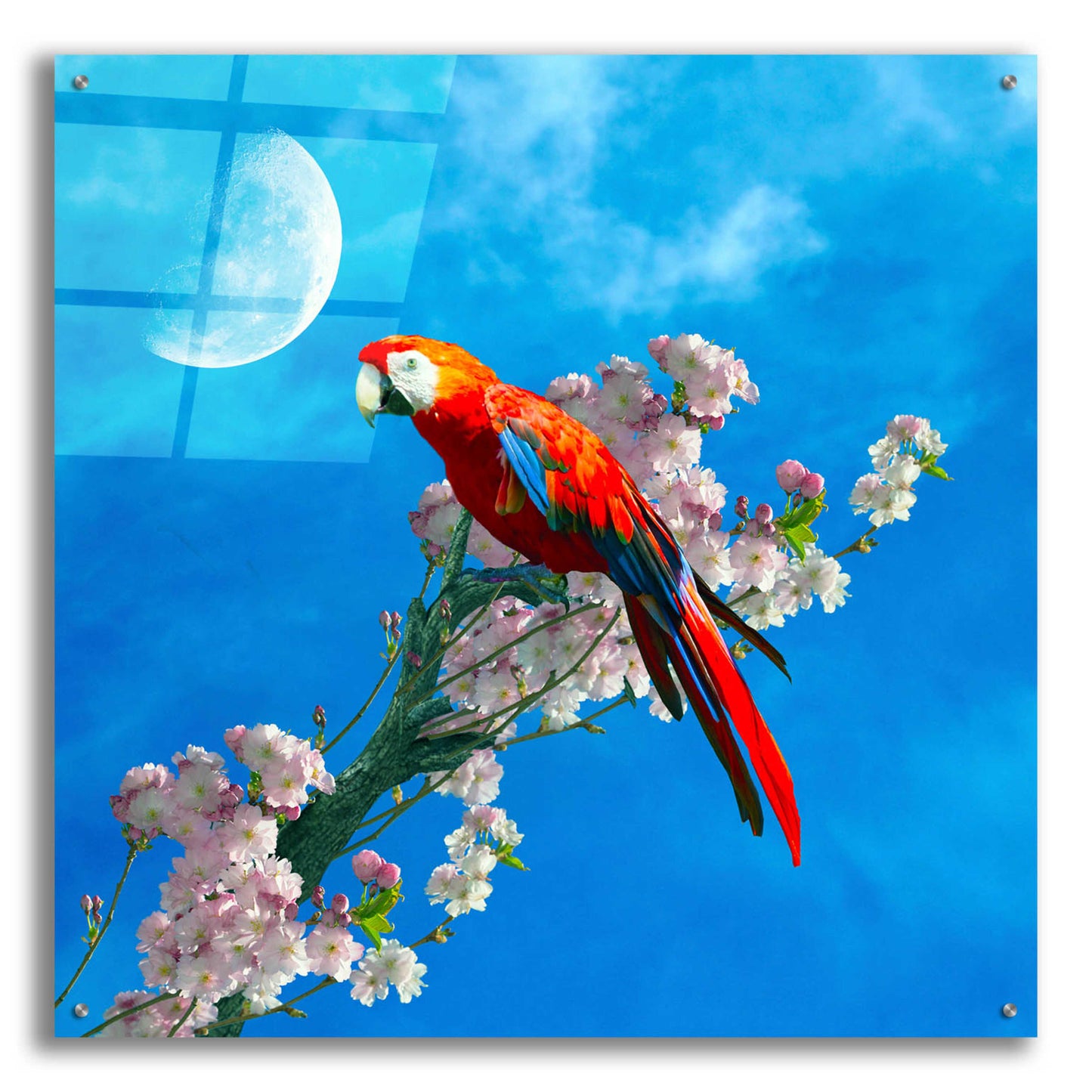 Epic Art 'Red Parrot' by Ata Alishahi, Acrylic Glass Wall Art,36x36