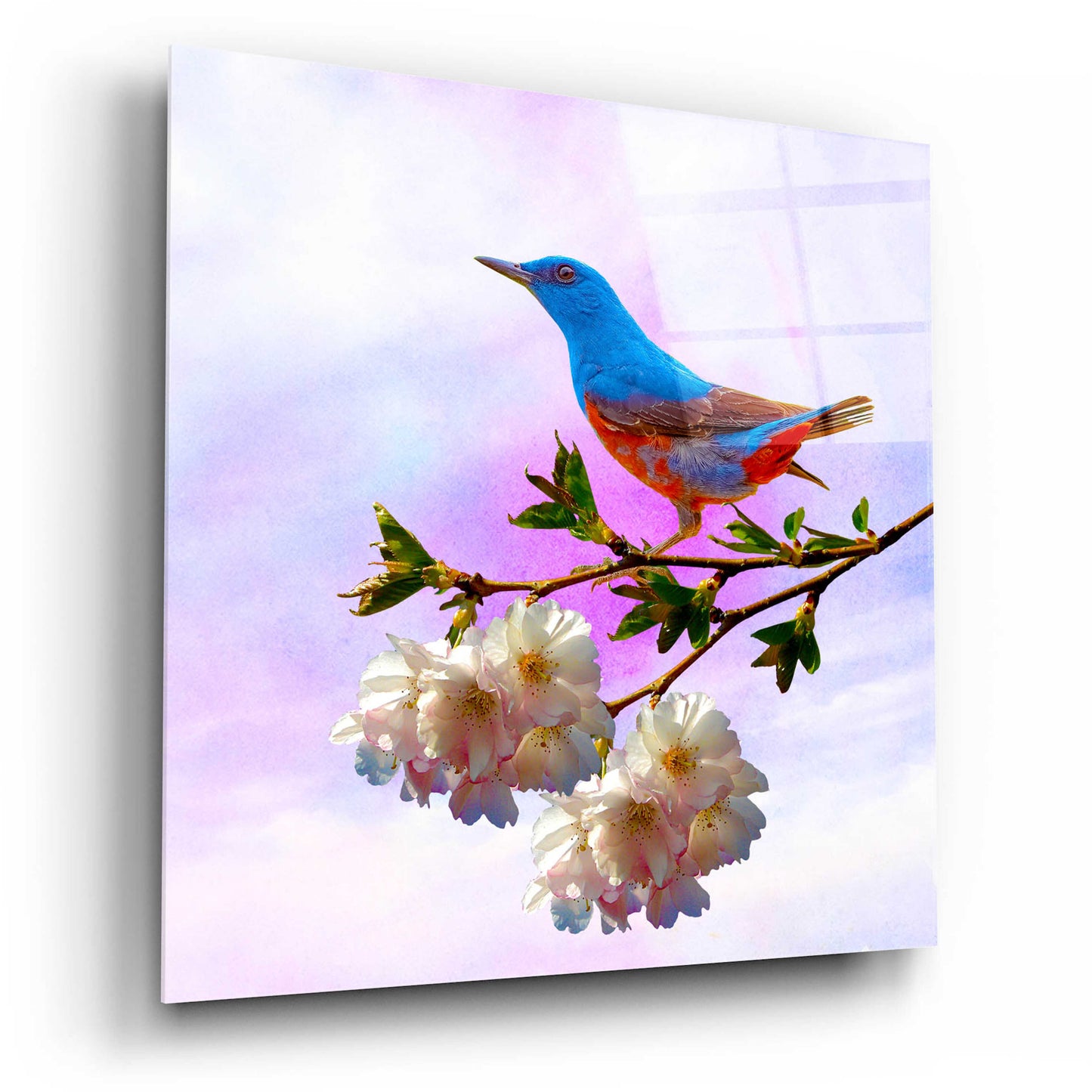 Epic Art 'Spring Bird 3B' by Ata Alishahi, Acrylic Glass Wall Art,12x12