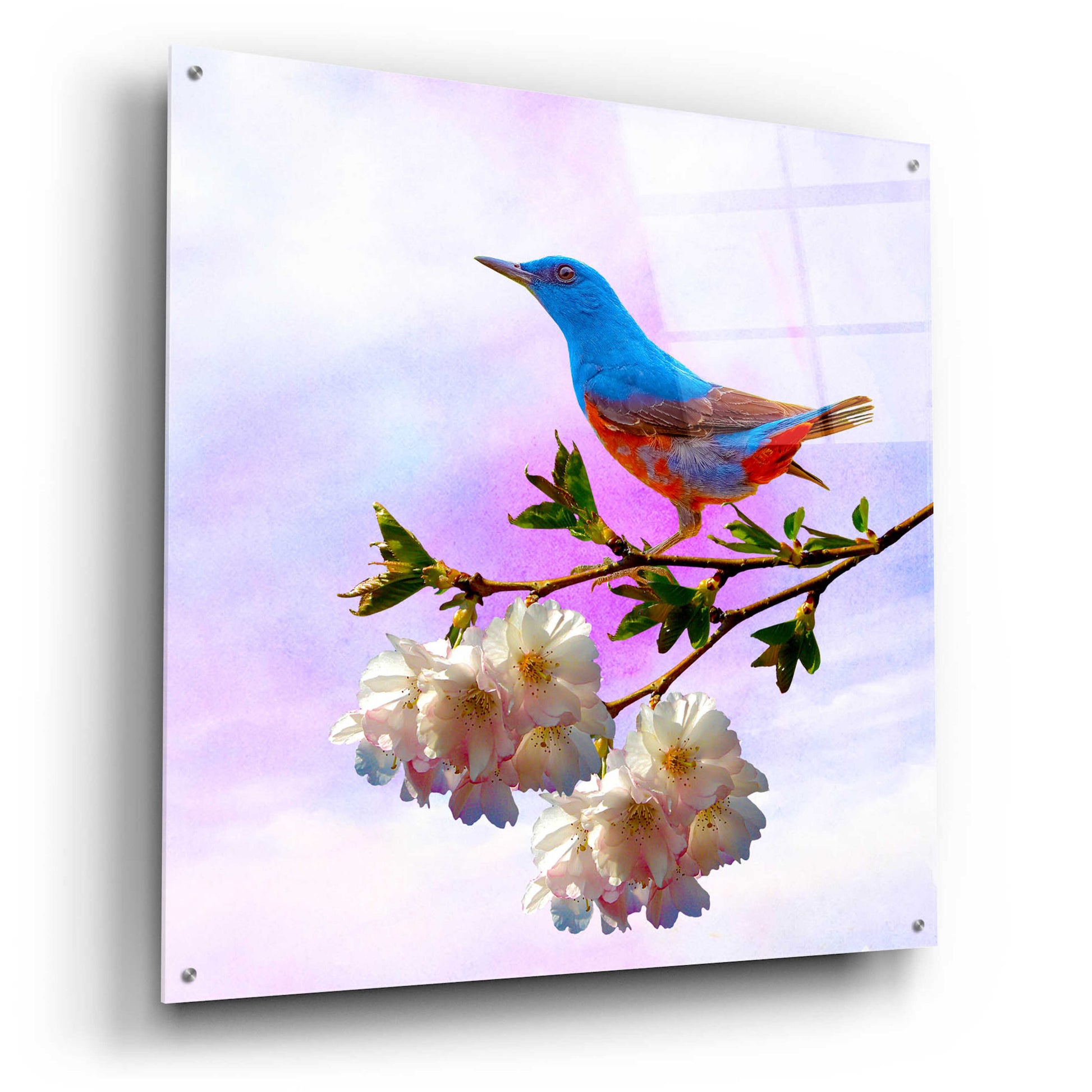 Epic Art 'Spring Bird 3B' by Ata Alishahi, Acrylic Glass Wall Art,36x36