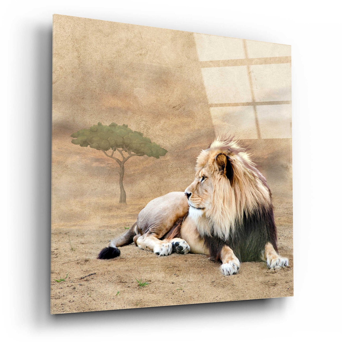 Epic Art 'The King 1A' by Ata Alishahi, Acrylic Glass Wall Art,12x12