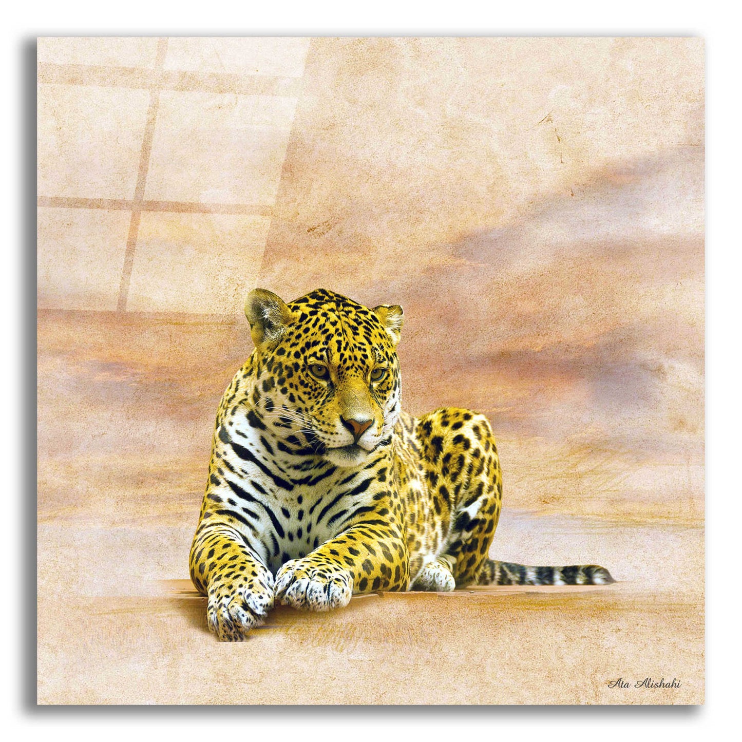 Epic Art 'The Leopard 2A' by Ata Alishahi, Acrylic Glass Wall Art,12x12