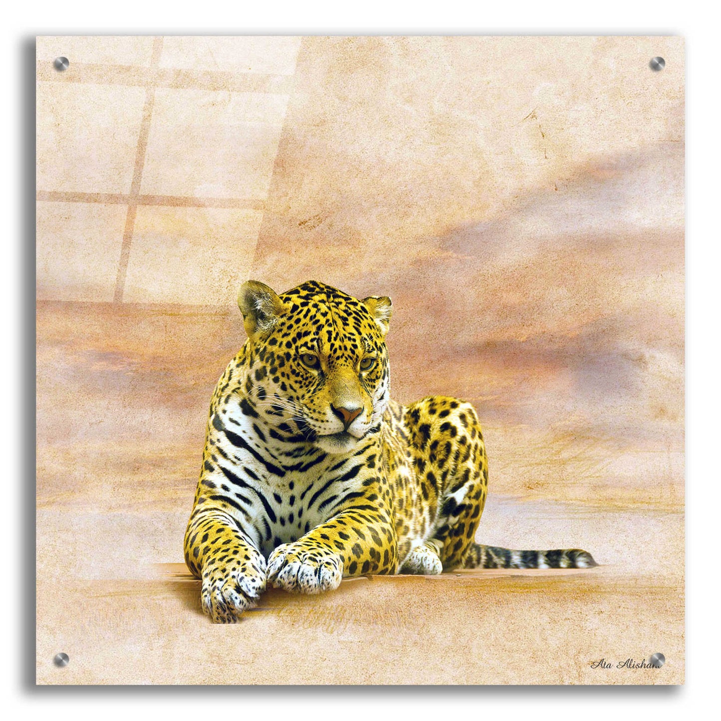 Epic Art 'The Leopard 2A' by Ata Alishahi, Acrylic Glass Wall Art,24x24