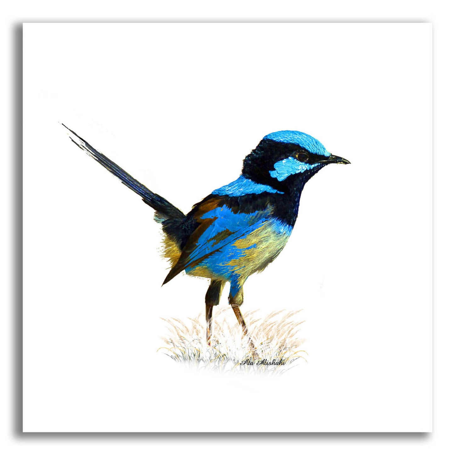Epic Art 'Bird Collection 21' by Ata Alishahi, Acrylic Glass Wall Art,12x12