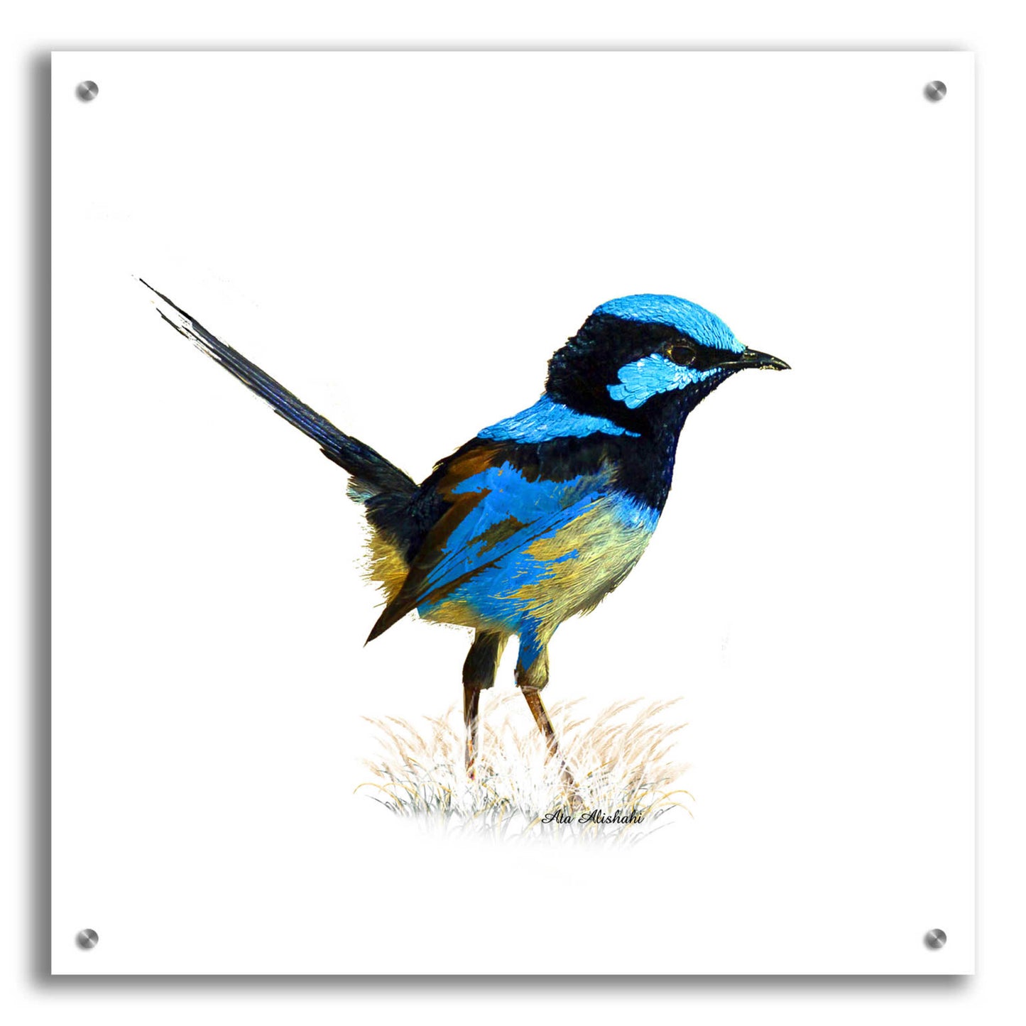 Epic Art 'Bird Collection 21' by Ata Alishahi, Acrylic Glass Wall Art,24x24