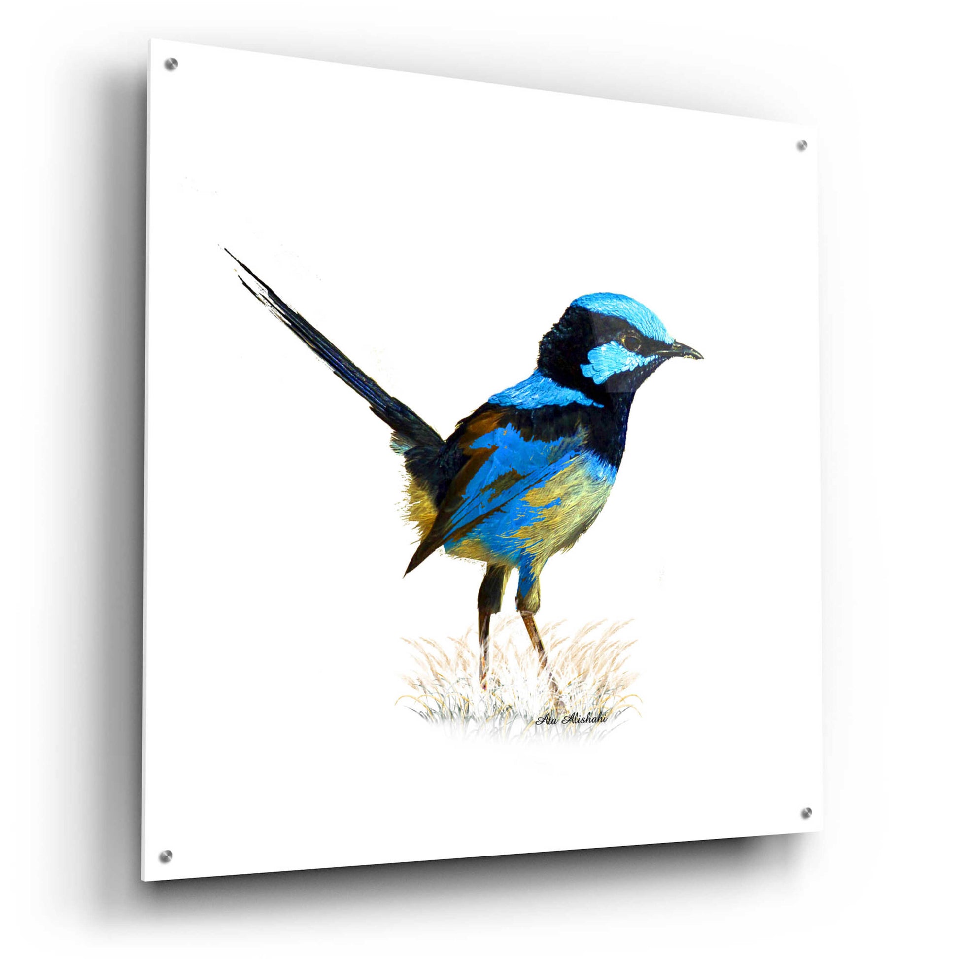 Epic Art 'Bird Collection 21' by Ata Alishahi, Acrylic Glass Wall Art,36x36