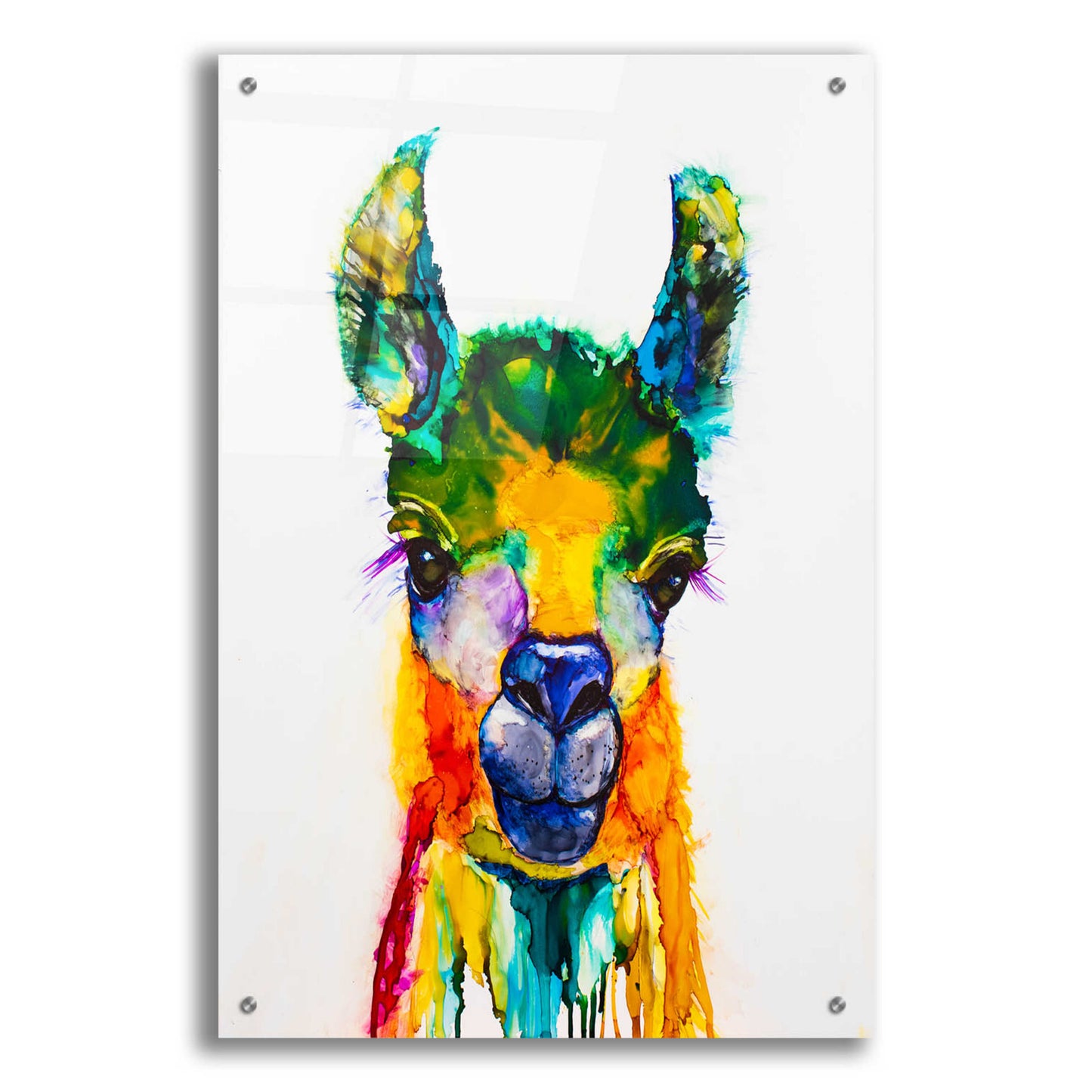 Epic Art 'Llama-rama' by Leslie Franklin, Acrylic Glass Wall Art,24x36