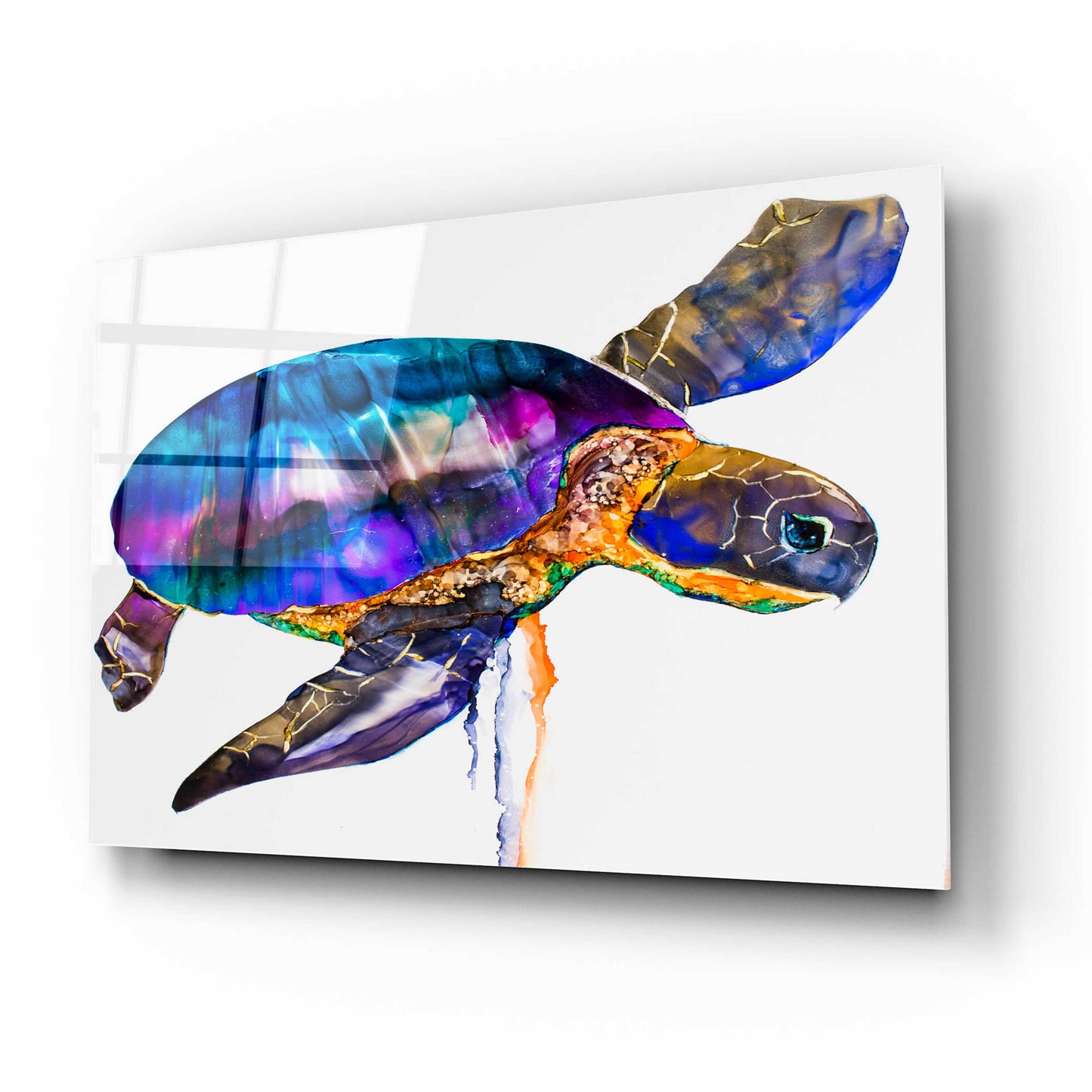 Epic Art 'Sea turtle' by Leslie Franklin, Acrylic Glass Wall Art,16x12