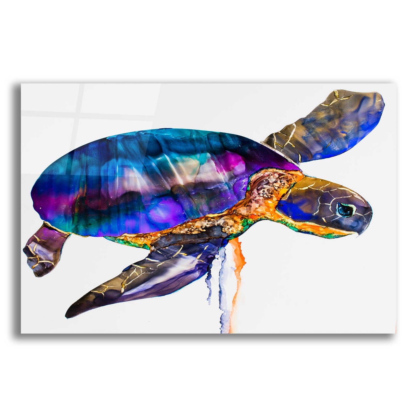 Epic Art 'Sea turtle' by Leslie Franklin, Acrylic Glass Wall Art,16x12