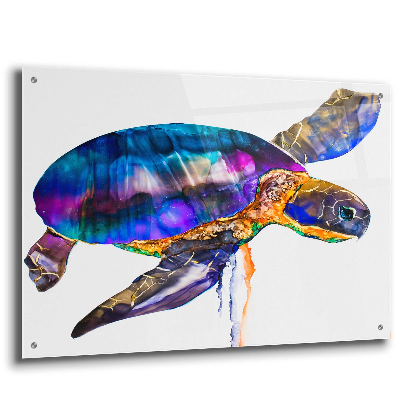 Epic Art 'Sea turtle' by Leslie Franklin, Acrylic Glass Wall Art,36x24