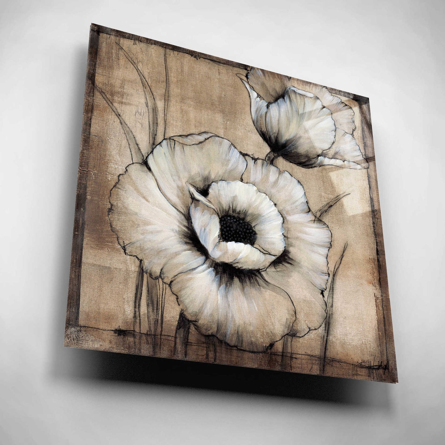 Epic Art 'Neutral Poppies I' by Tim O'Toole, Acrylic Glass Wall Art,12x12