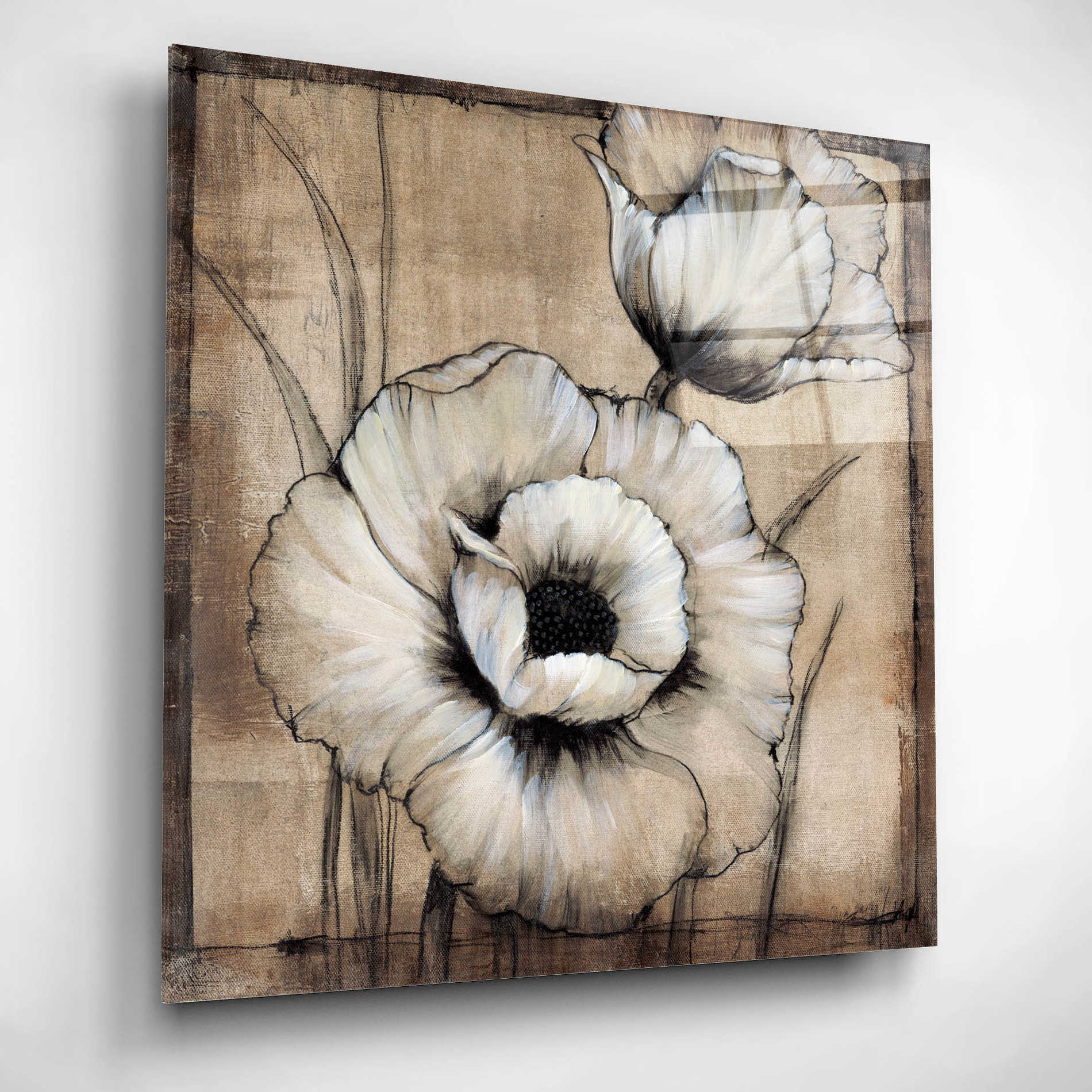 Epic Art 'Neutral Poppies I' by Tim O'Toole, Acrylic Glass Wall Art,12x12
