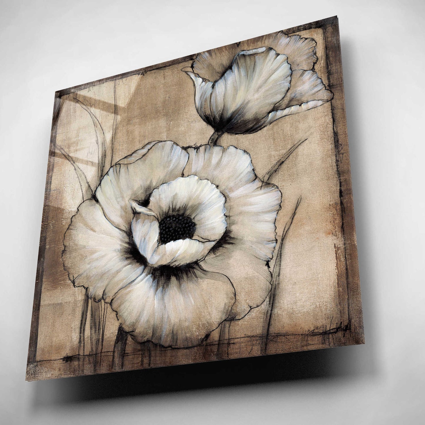 Epic Art 'Neutral Poppies I' by Tim O'Toole, Acrylic Glass Wall Art,12x12