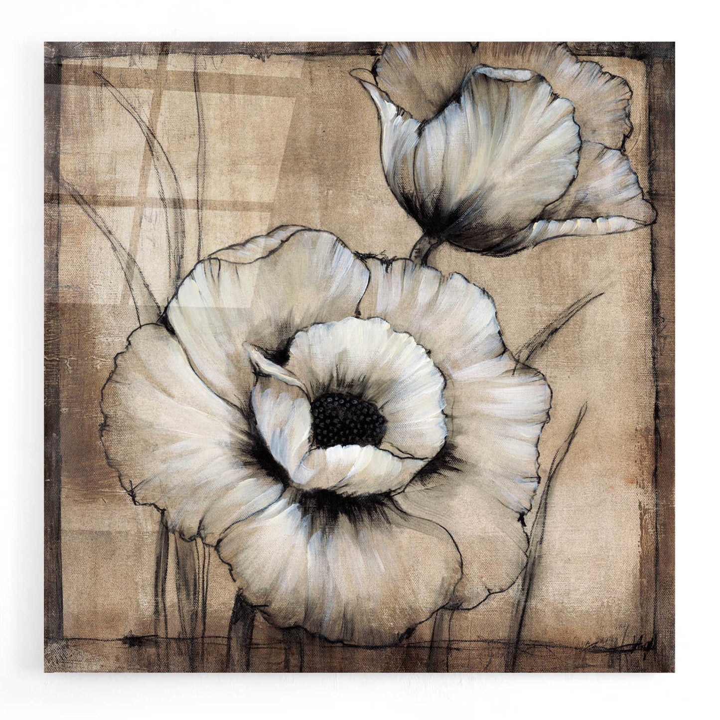 Epic Art 'Neutral Poppies I' by Tim O'Toole, Acrylic Glass Wall Art,24x24