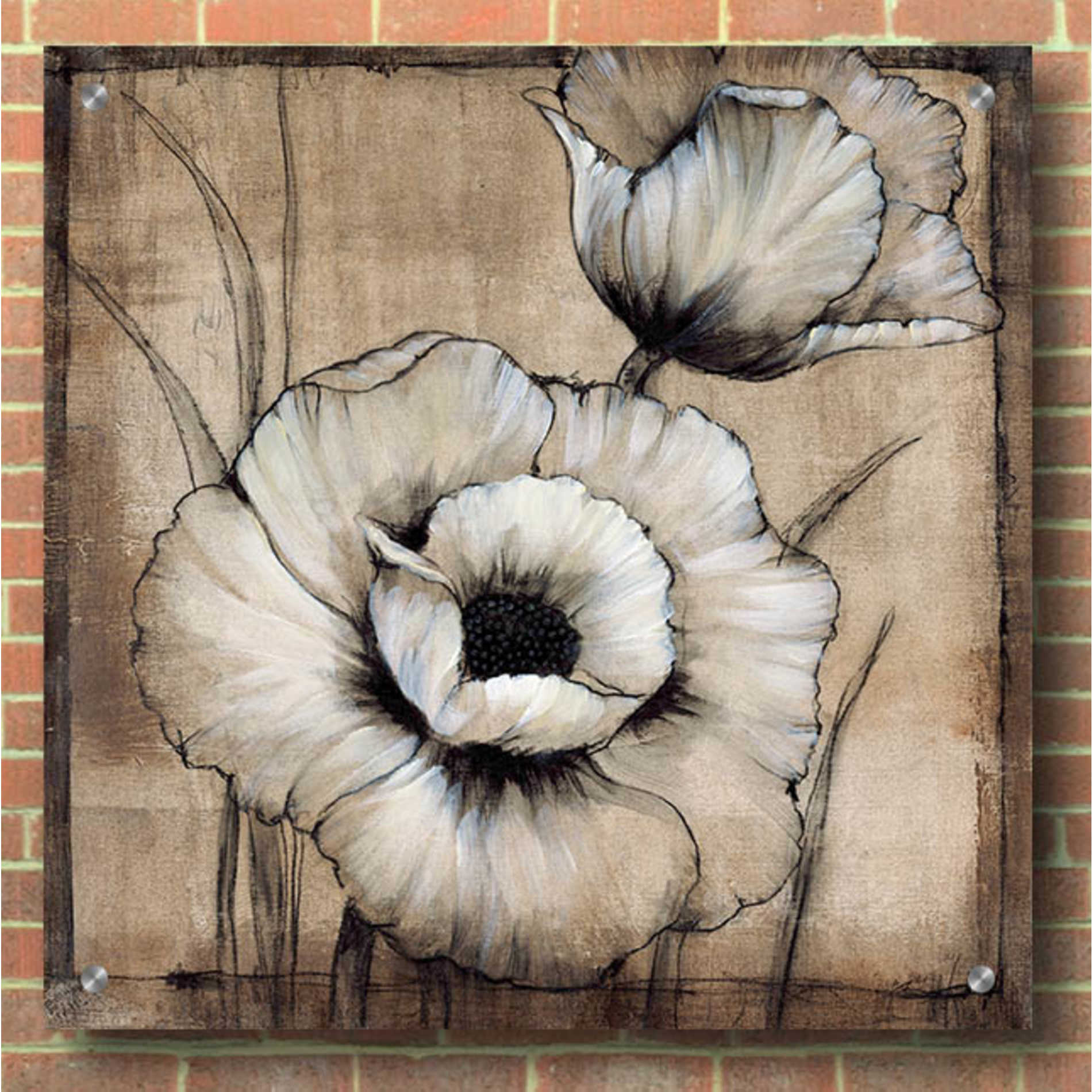 Epic Art 'Neutral Poppies I' by Tim O'Toole, Acrylic Glass Wall Art,36x36