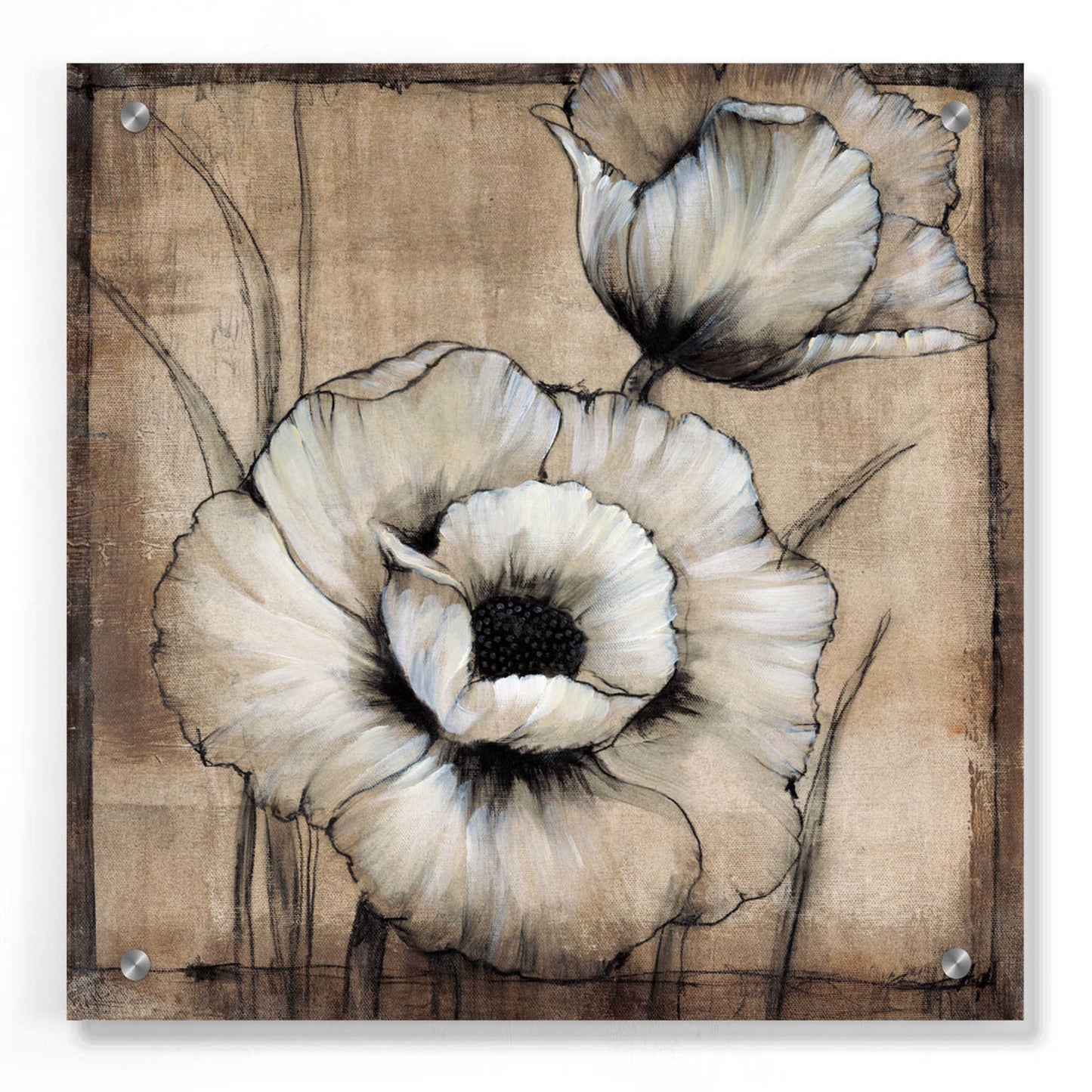 Epic Art 'Neutral Poppies I' by Tim O'Toole, Acrylic Glass Wall Art,36x36