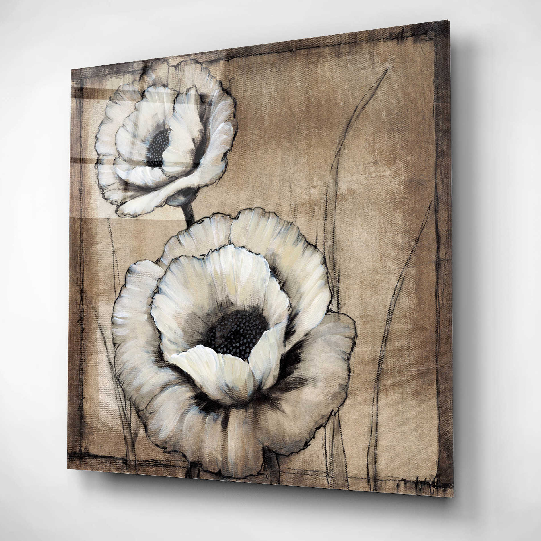 Epic Art 'Neutral Poppies II' by Tim O'Toole, Acrylic Glass Wall Art,12x12