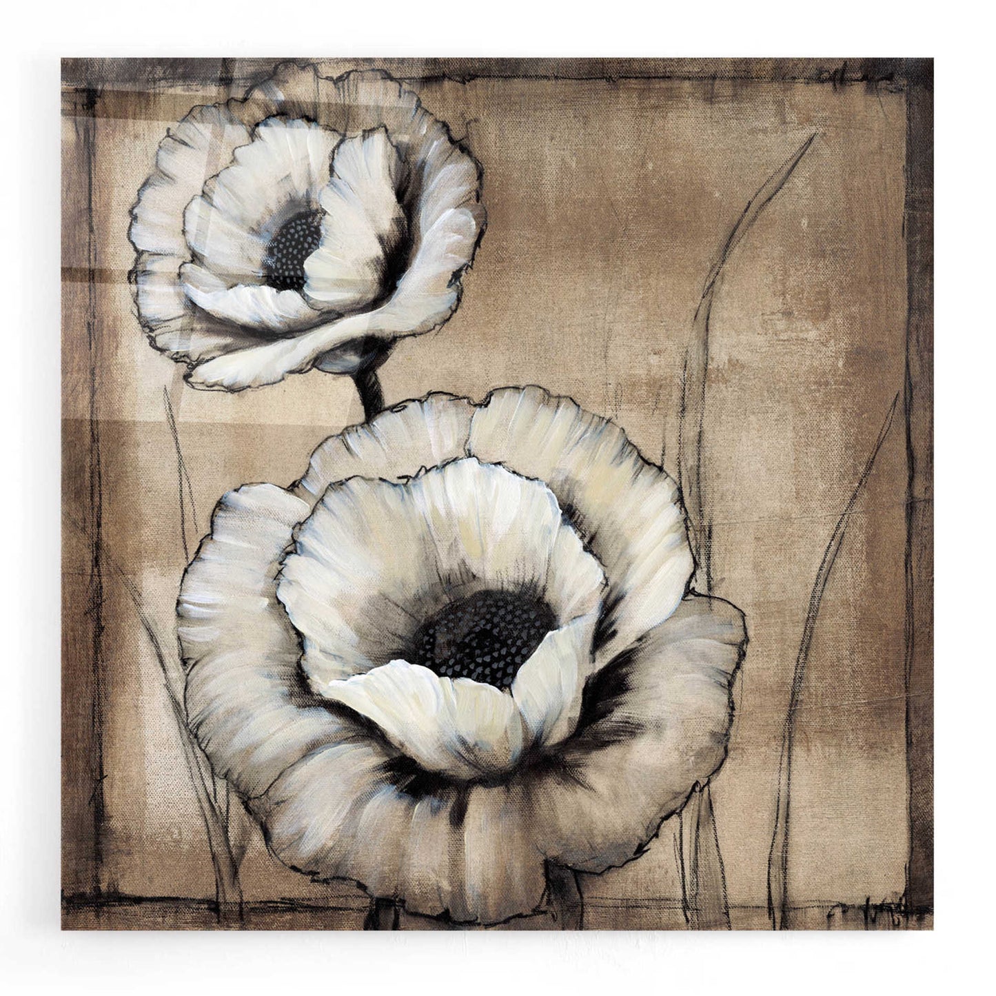 Epic Art 'Neutral Poppies II' by Tim O'Toole, Acrylic Glass Wall Art,24x24