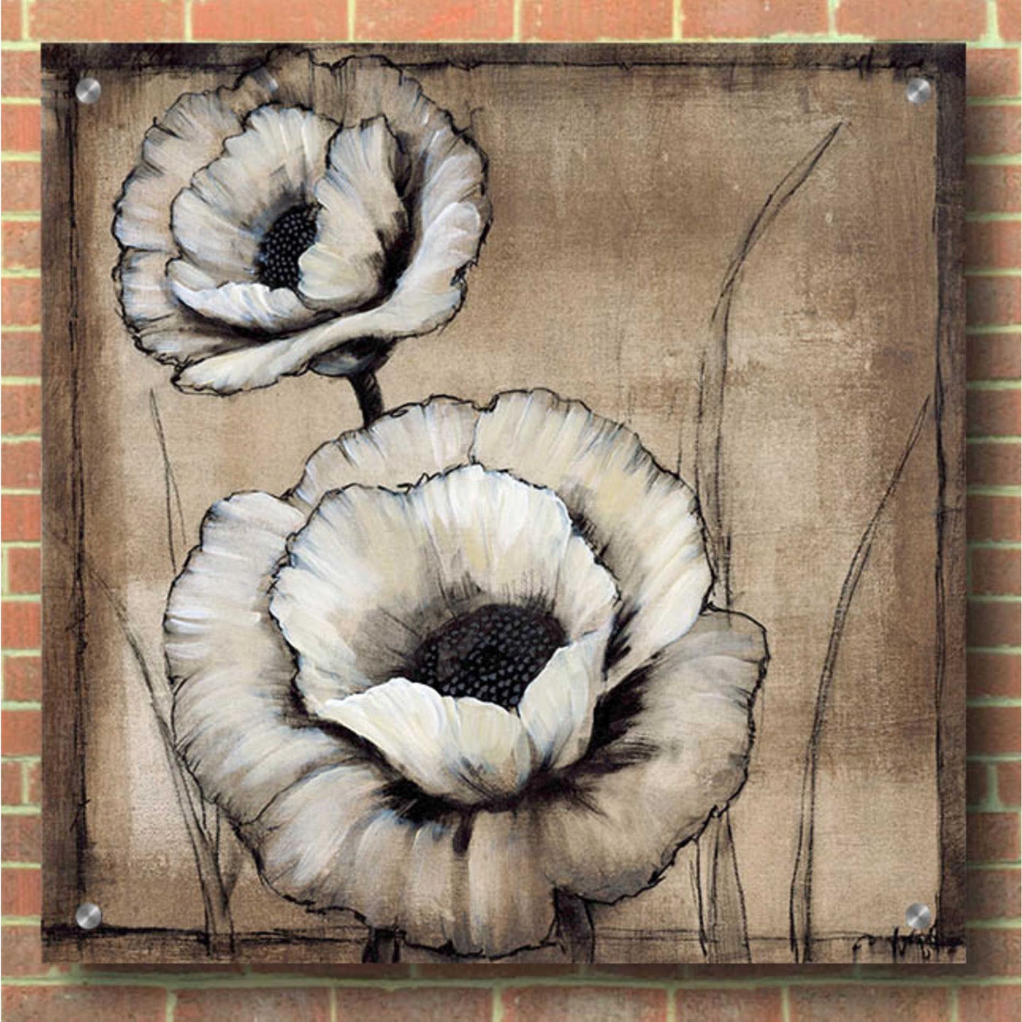 Epic Art 'Neutral Poppies II' by Tim O'Toole, Acrylic Glass Wall Art,36x36