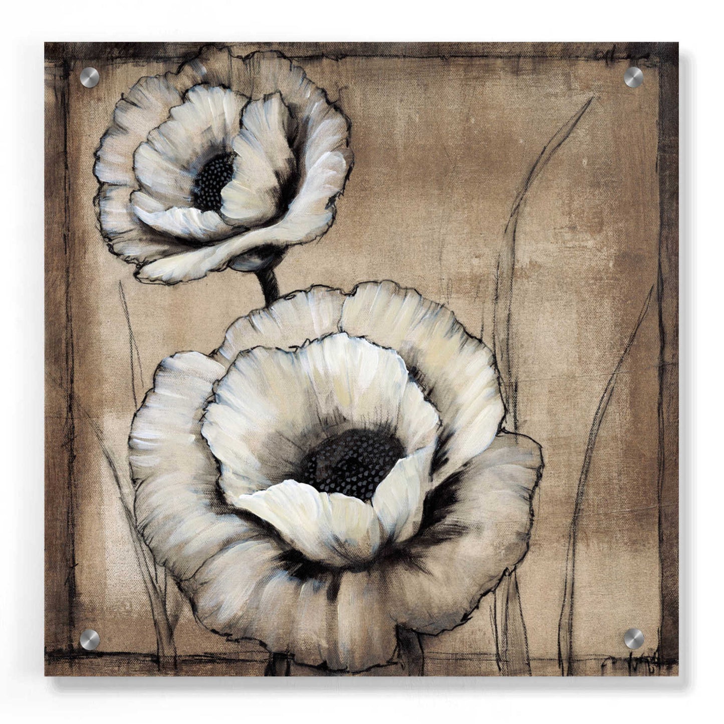 Epic Art 'Neutral Poppies II' by Tim O'Toole, Acrylic Glass Wall Art,36x36