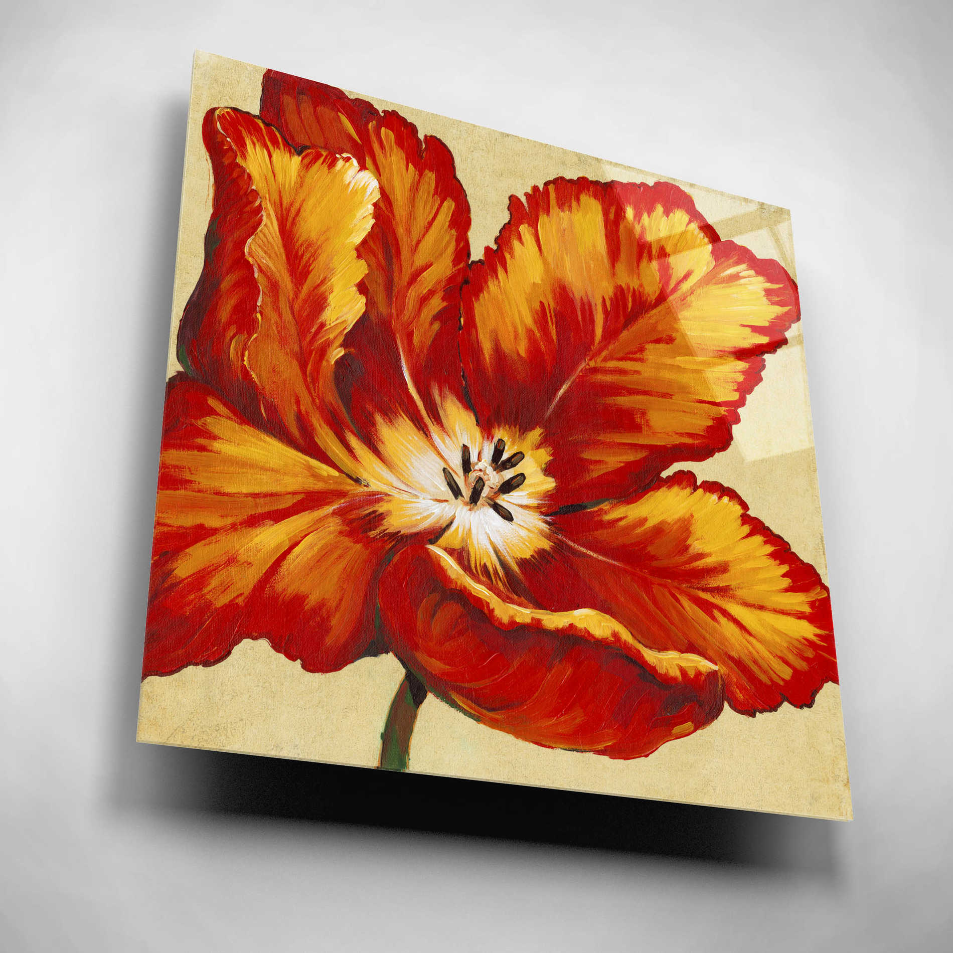 Epic Art 'Parrot Tulip I' by Tim O'Toole, Acrylic Glass Wall Art,12x12