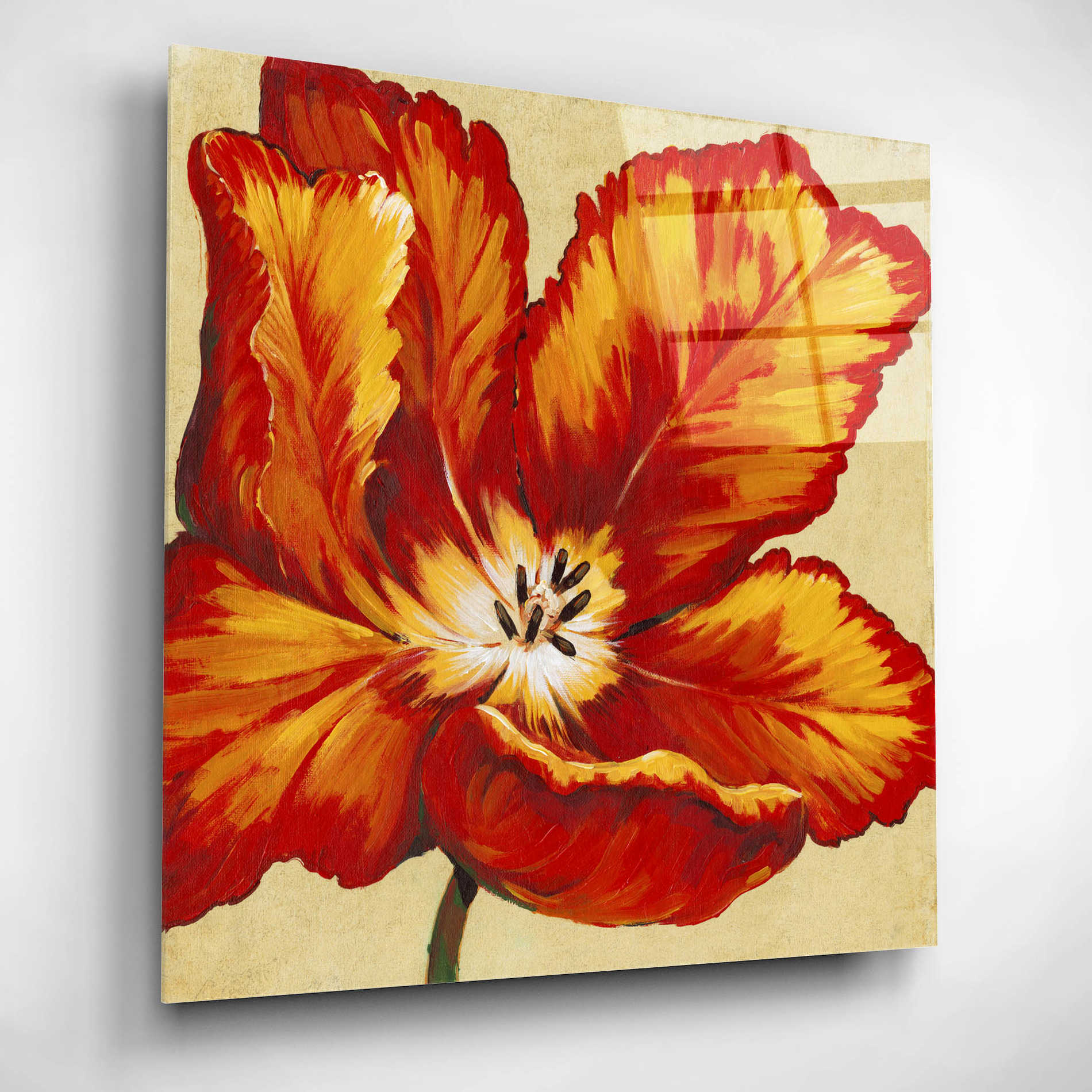 Epic Art 'Parrot Tulip I' by Tim O'Toole, Acrylic Glass Wall Art,12x12