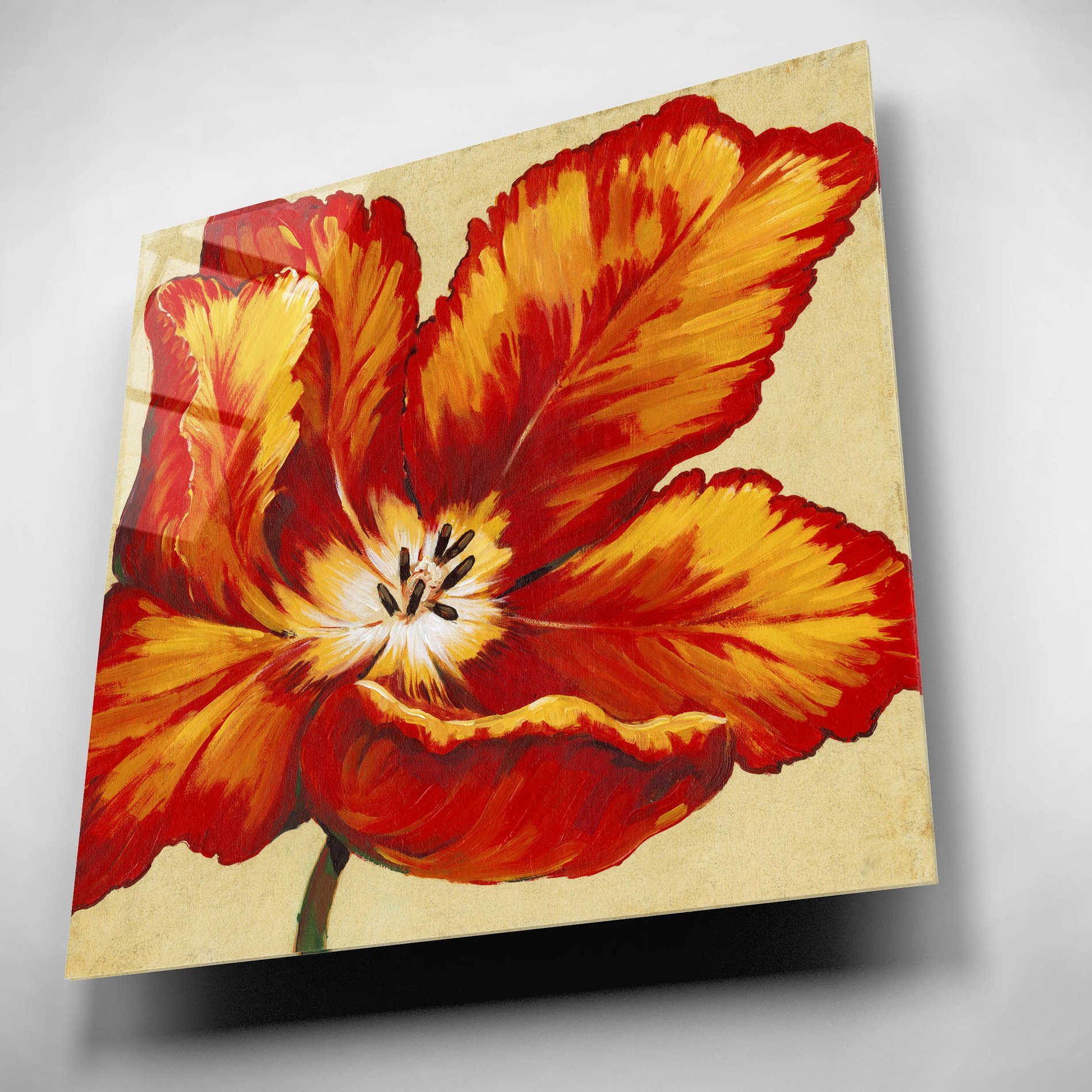 Epic Art 'Parrot Tulip I' by Tim O'Toole, Acrylic Glass Wall Art,12x12