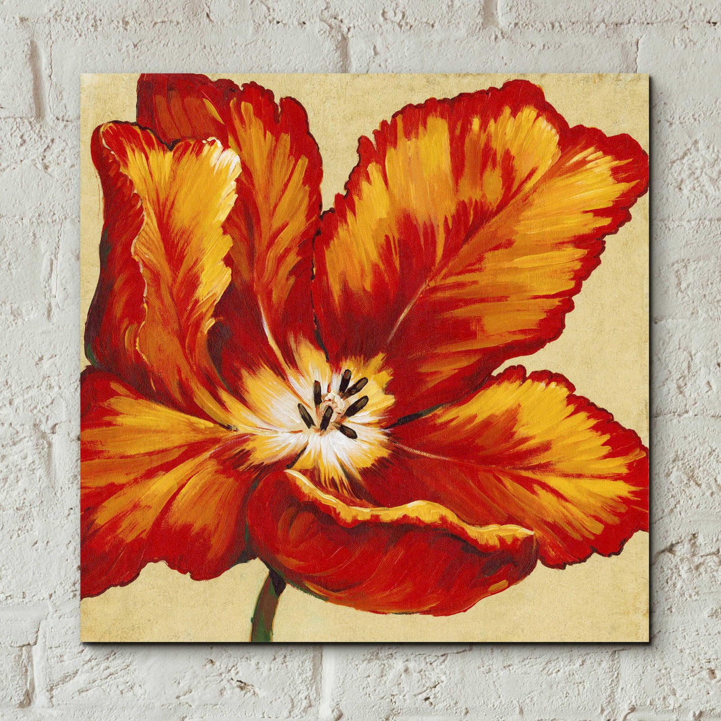 Epic Art 'Parrot Tulip I' by Tim O'Toole, Acrylic Glass Wall Art,12x12