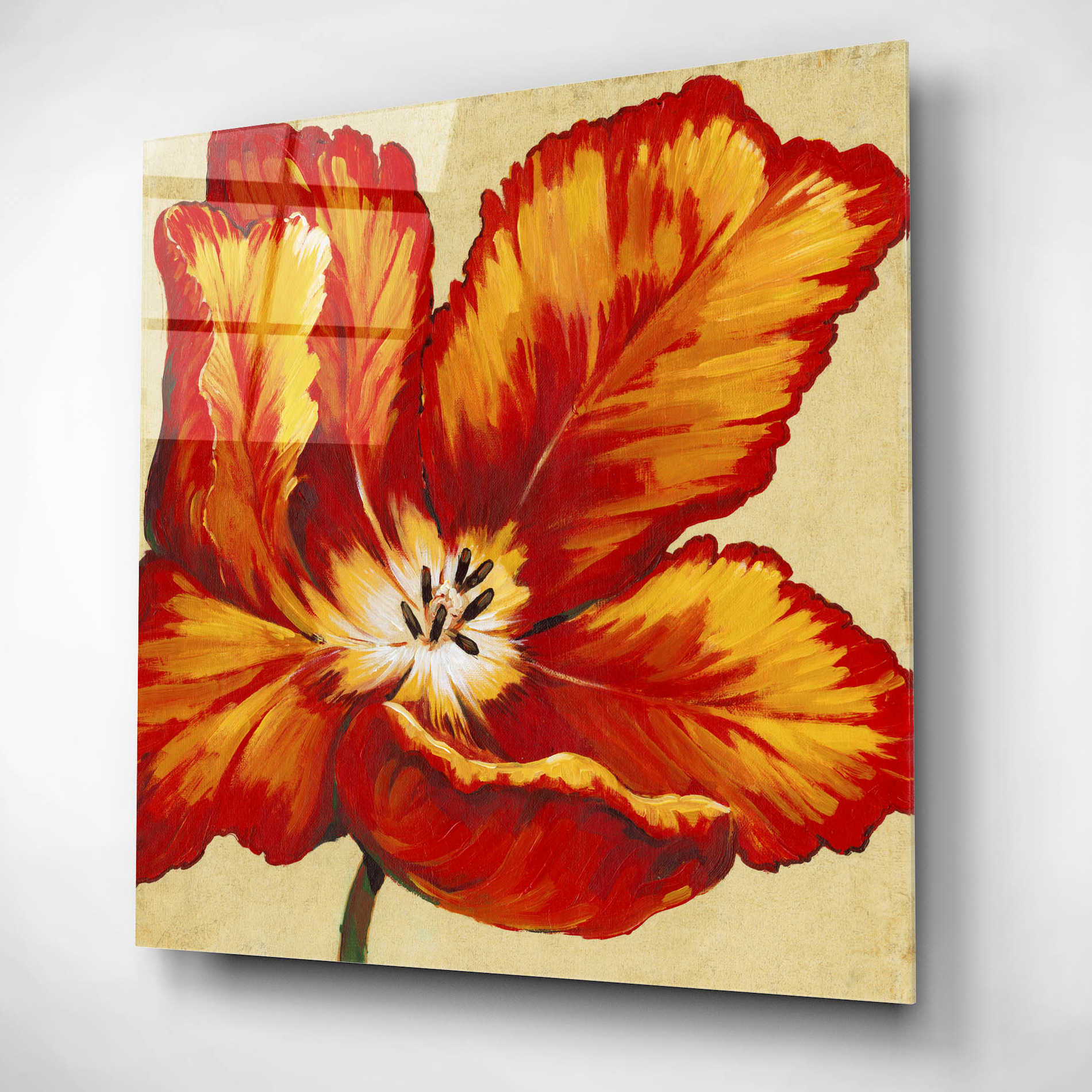 Epic Art 'Parrot Tulip I' by Tim O'Toole, Acrylic Glass Wall Art,12x12