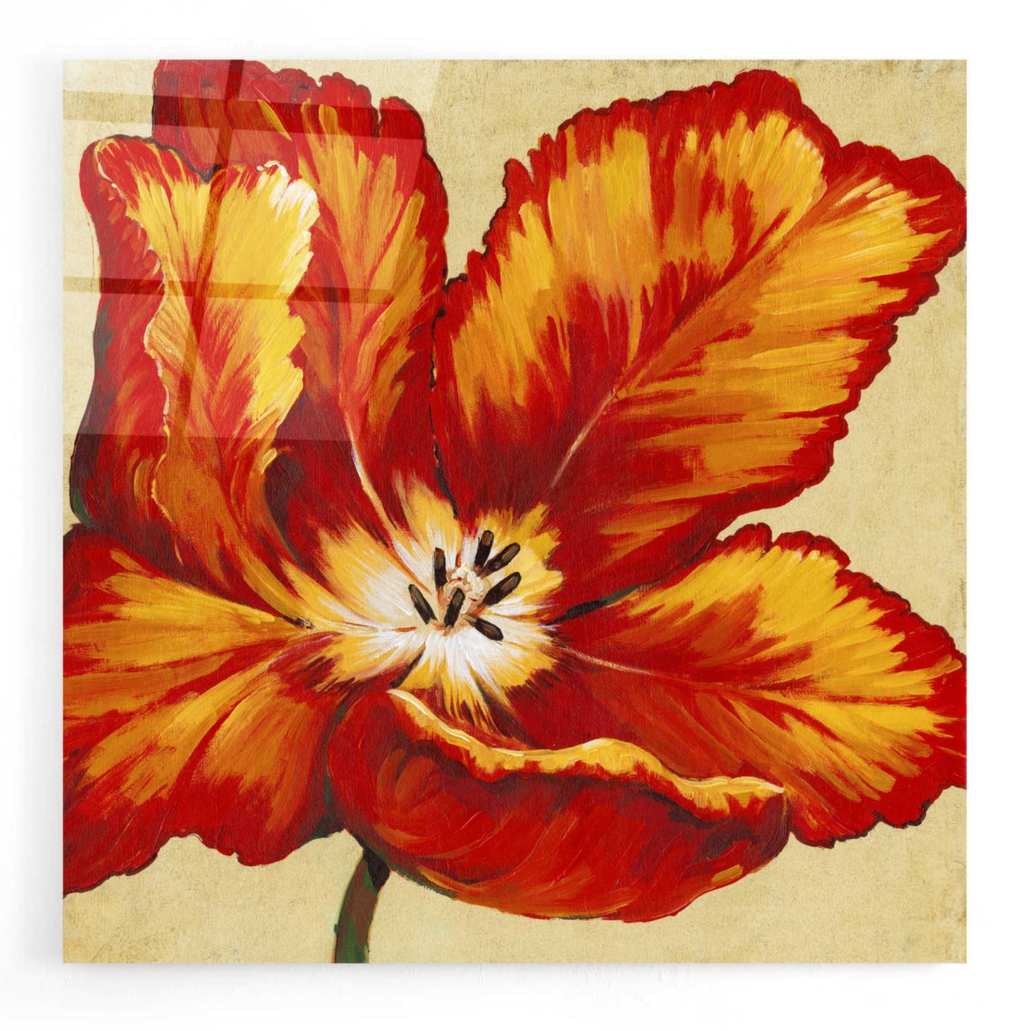 Epic Art 'Parrot Tulip I' by Tim O'Toole, Acrylic Glass Wall Art,24x24
