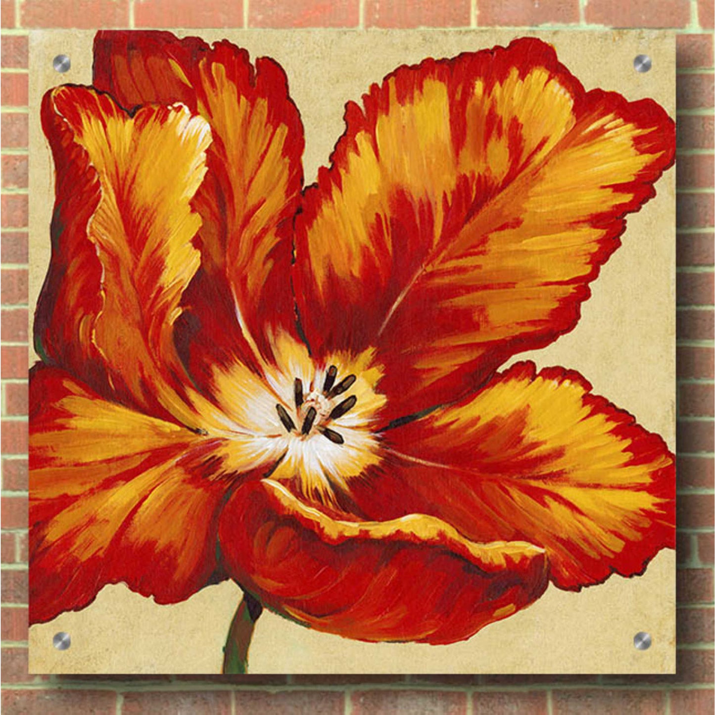 Epic Art 'Parrot Tulip I' by Tim O'Toole, Acrylic Glass Wall Art,36x36