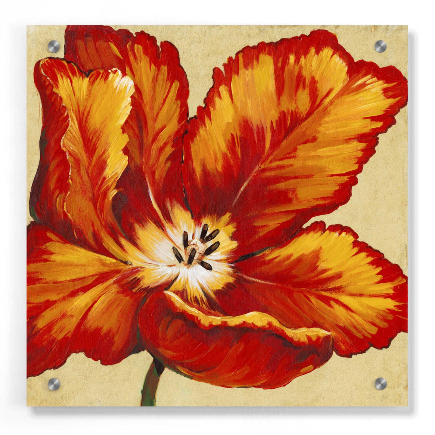 Epic Art 'Parrot Tulip I' by Tim O'Toole, Acrylic Glass Wall Art,36x36