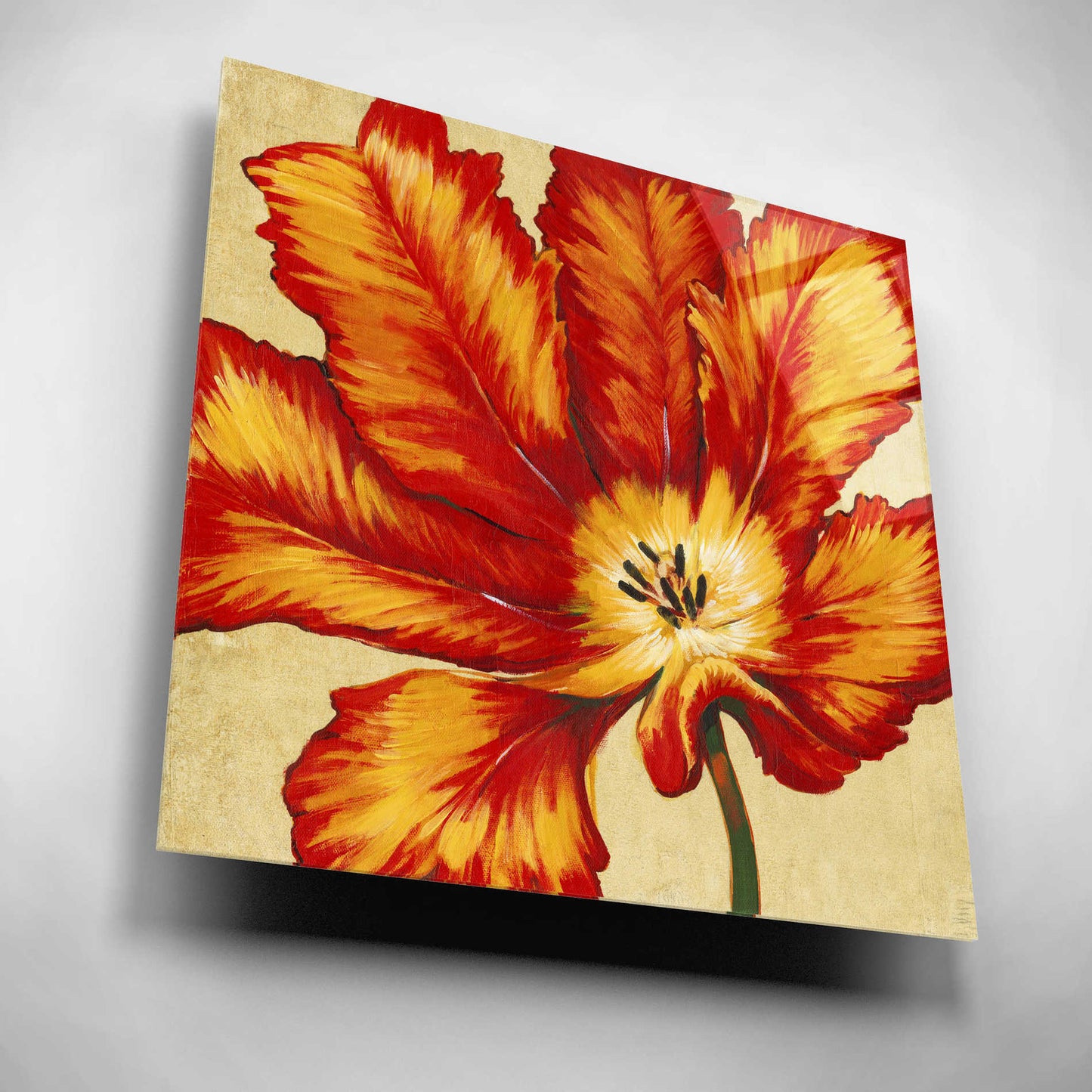 Epic Art 'Parrot Tulip II' by Tim O'Toole, Acrylic Glass Wall Art,12x12